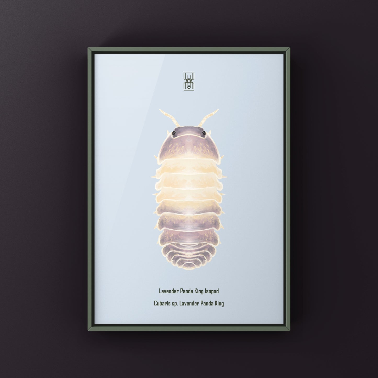 Lavender Panda King Isopod art print by The Silk Ranch featuring detailed illustrations of Cubaris sp. Lavender Panda King.