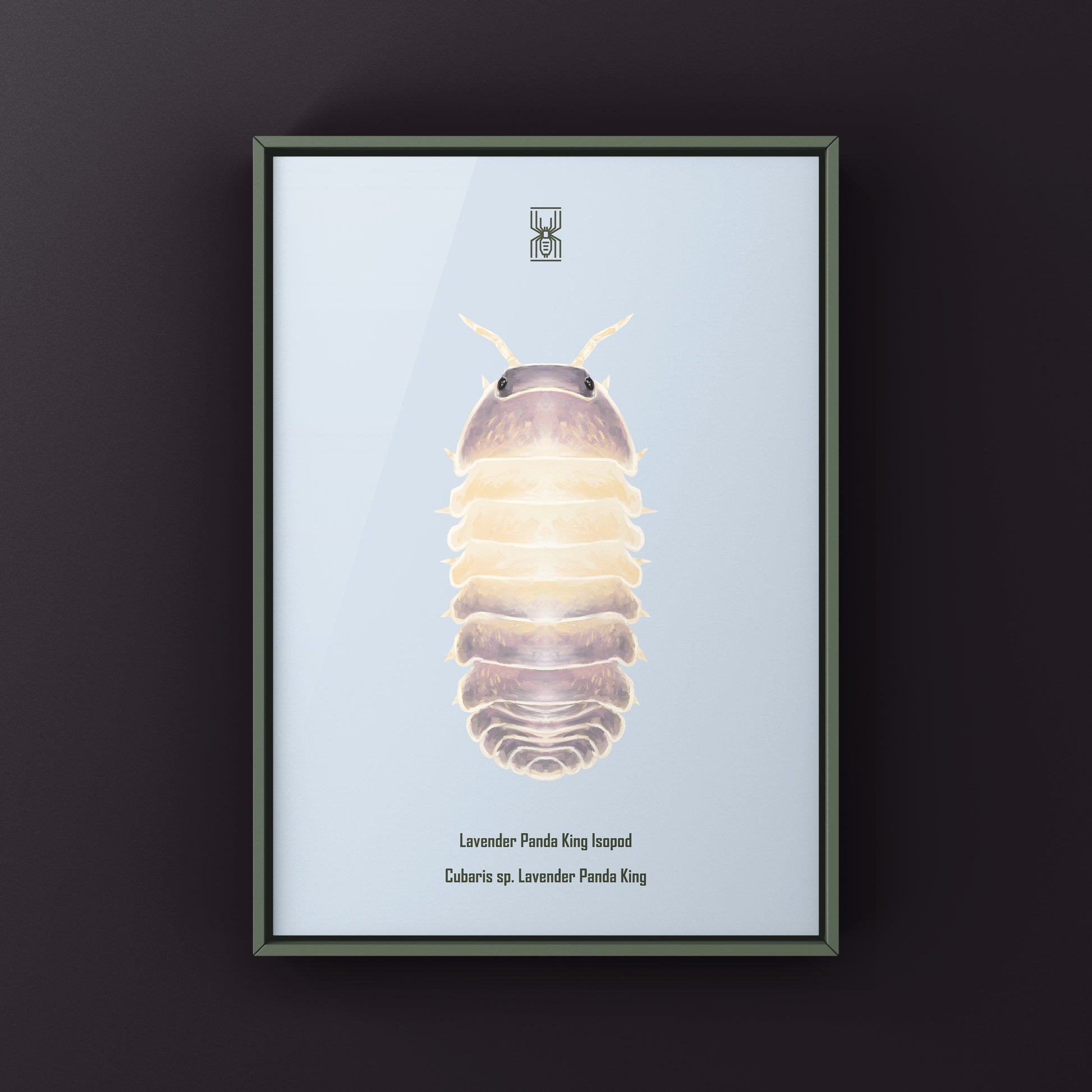 Lavender Panda King Isopod art print by The Silk Ranch featuring detailed illustrations of Cubaris sp. Lavender Panda King.