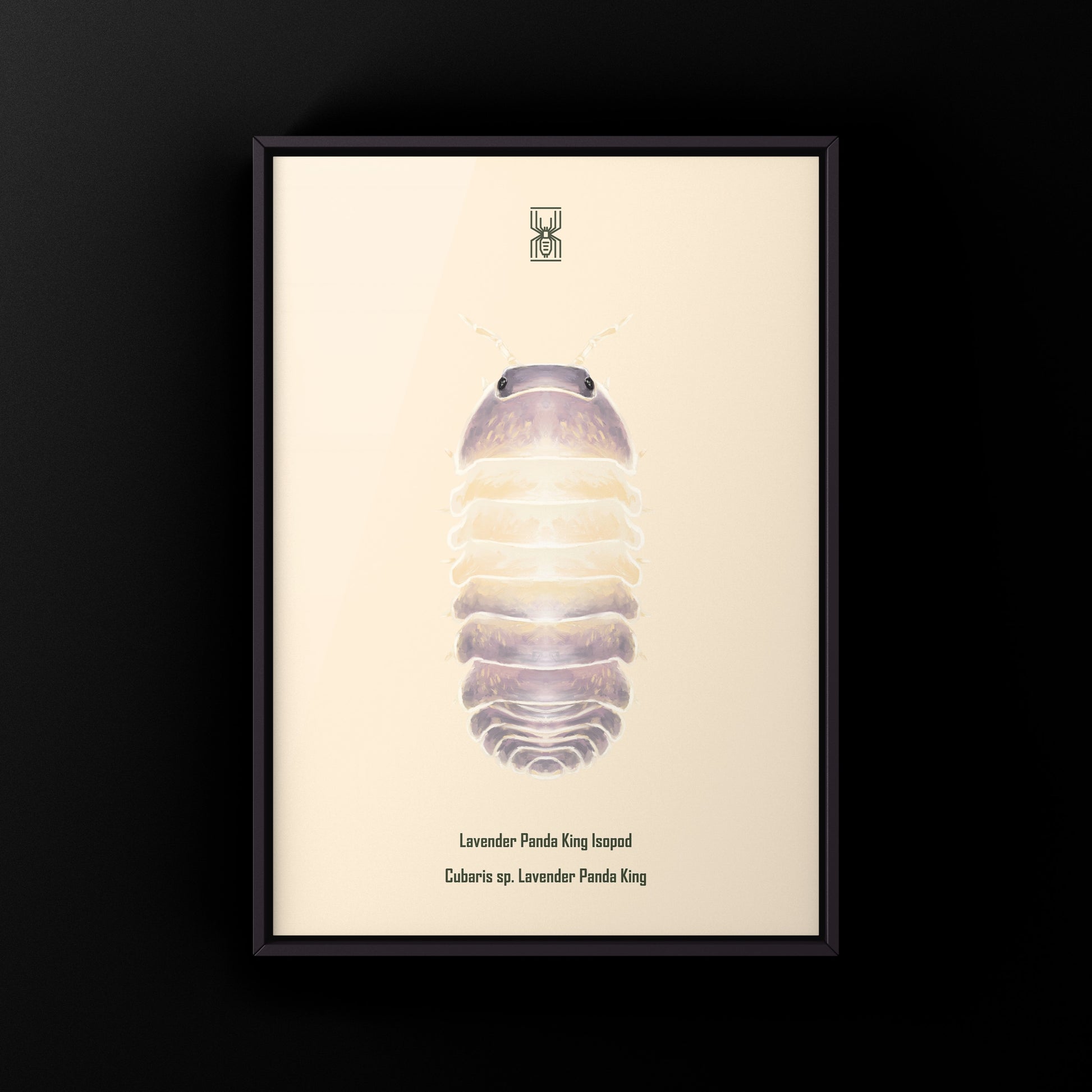Lavender Panda King isopod art print featuring Cubaris sp. Lavender Panda King, displayed in a detailed and colorful illustration.
