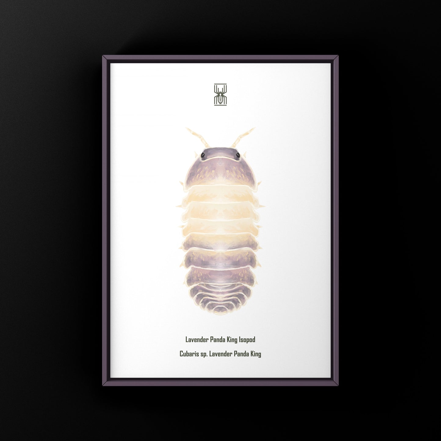 Lavender Panda King Isopod art print from The Silk Ranch depicting a cubaris sp. lavender panda king in vibrant colors