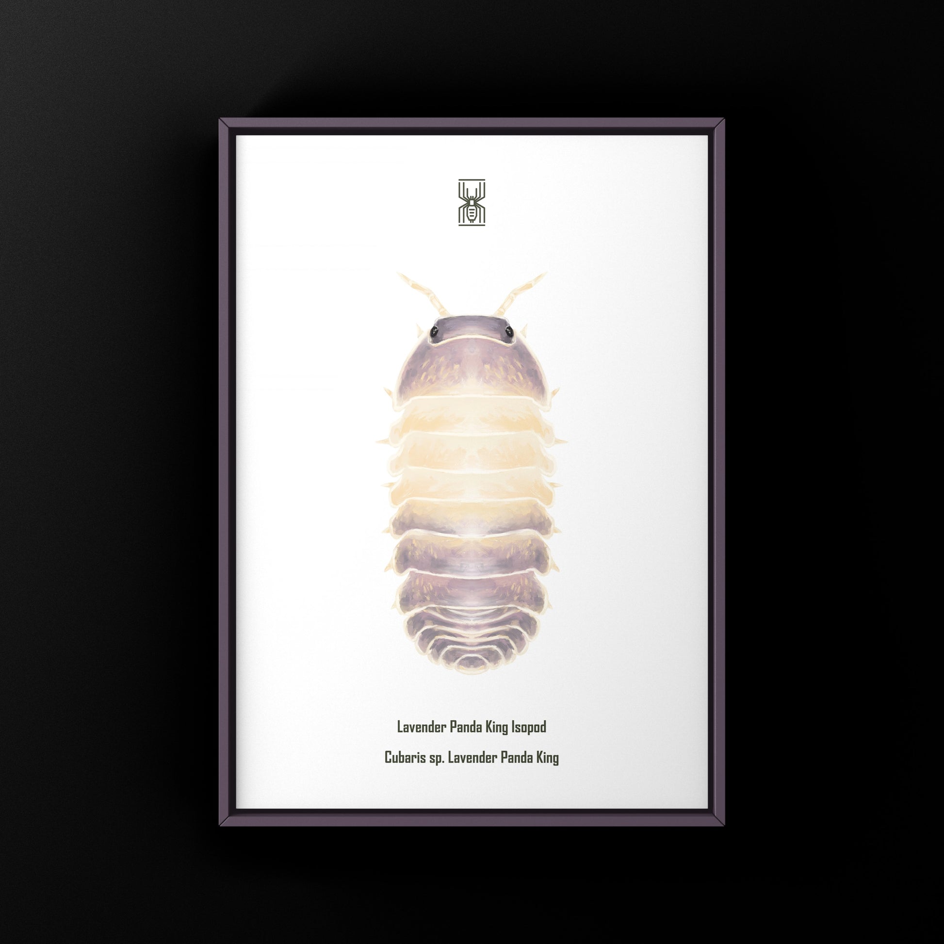 Lavender Panda King Isopod art print from The Silk Ranch depicting a cubaris sp. lavender panda king in vibrant colors
