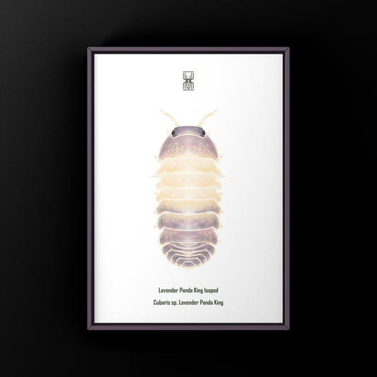 Lavender Panda King Isopod Art Print (Cubaris sp. Lavender Panda King) from The Silk Ranch