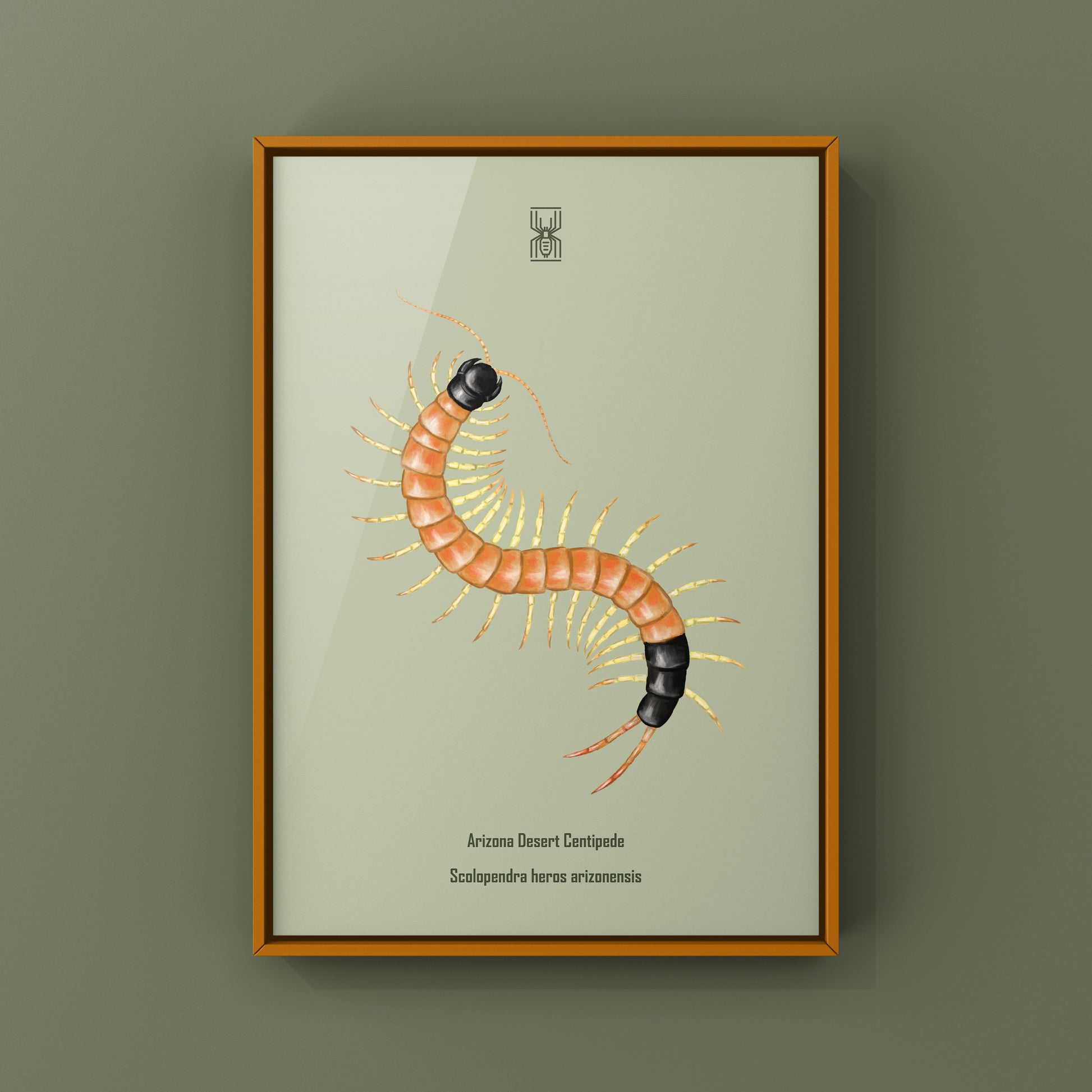 Arizona Desert Centipede art print by The Silk Ranch featuring detailed illustration of Scolopendra heros arizonensis