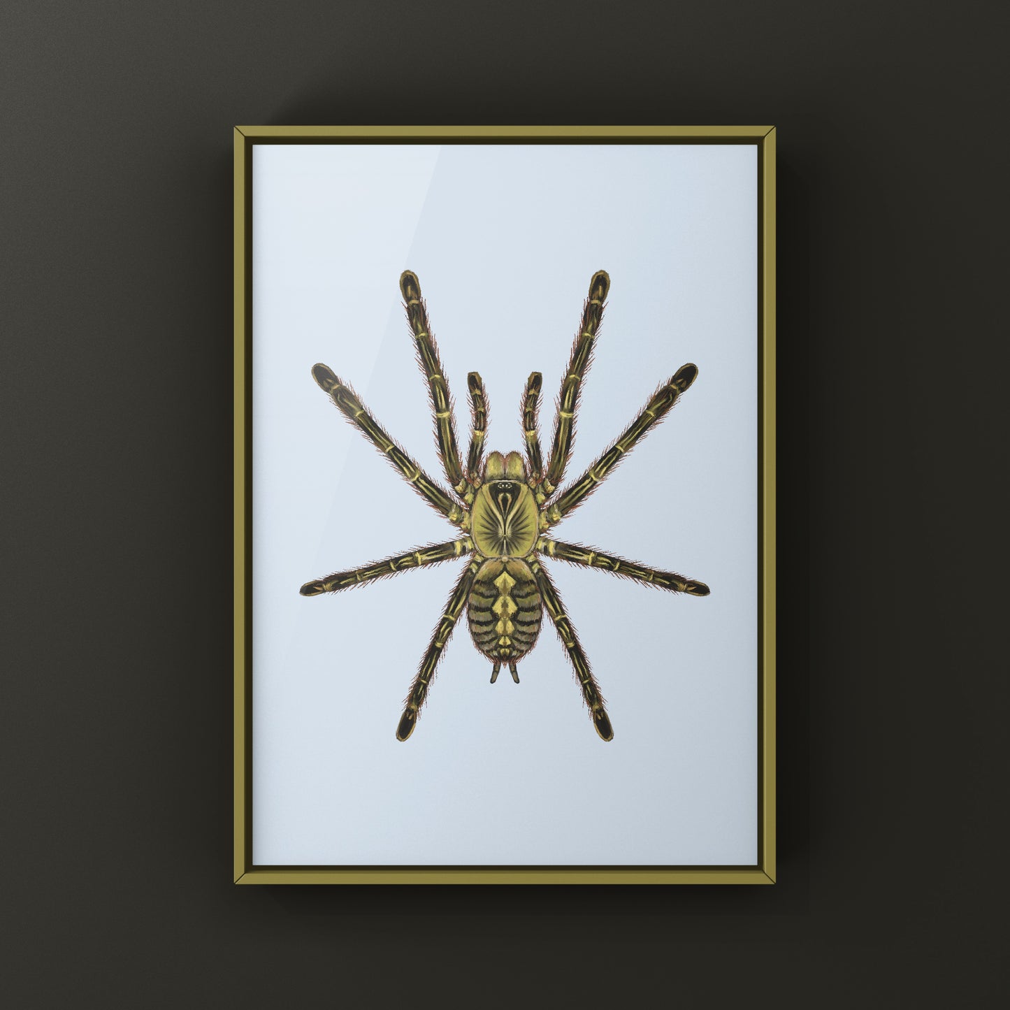 Red Slate Ornamental Tarantula (Poecilotheria Rufilata) Photographic Art Print from The Silk Ranch