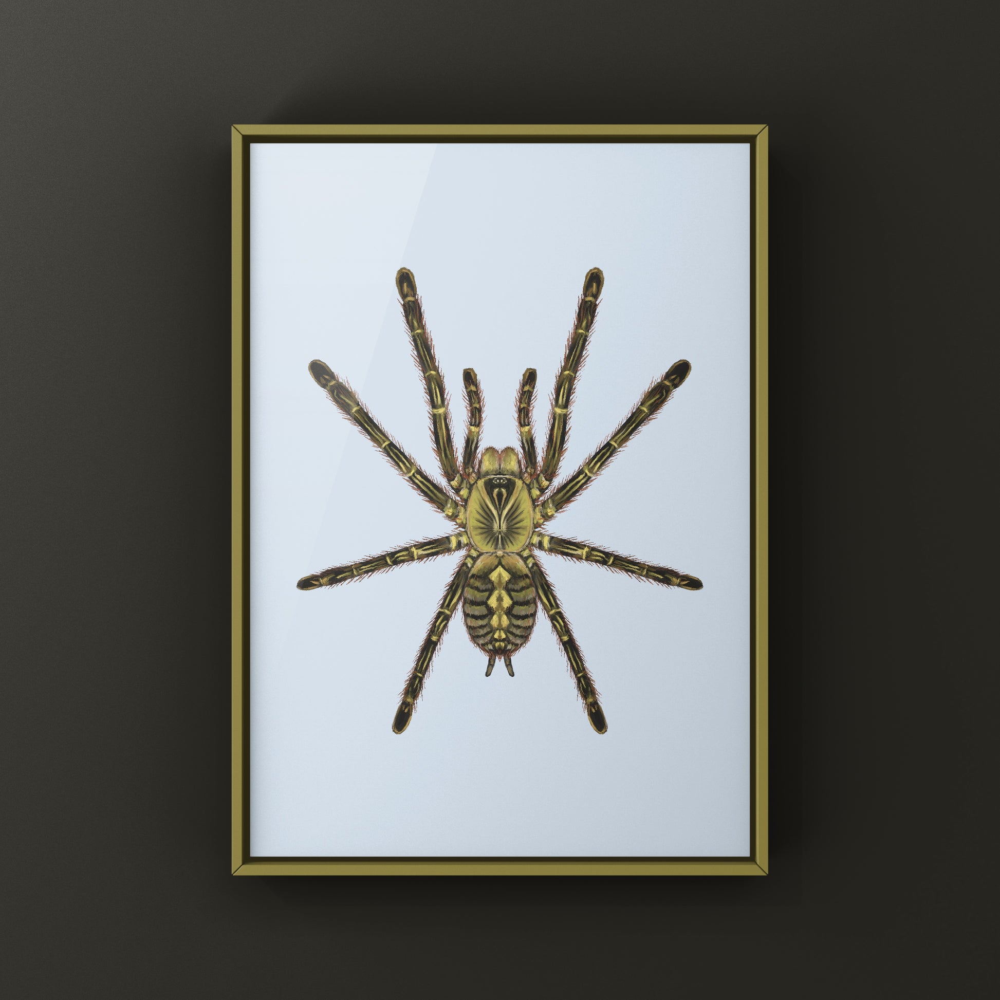 Red Slate Ornamental Tarantula (Poecilotheria Rufilata) Photographic Art Print from The Silk Ranch