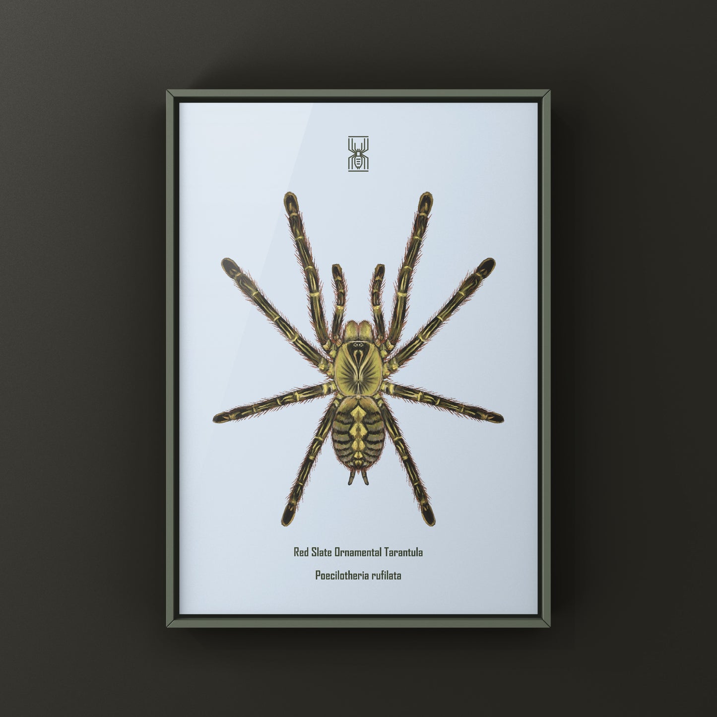 Red Slate Ornamental Tarantula (Poecilotheria Rufilata) Photographic Art Print from The Silk Ranch
