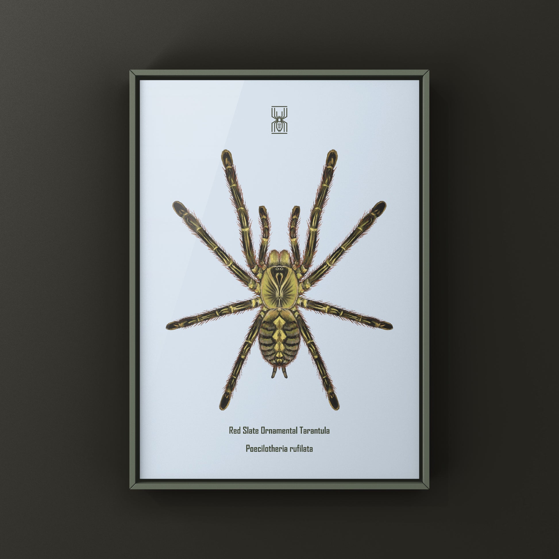 Red Slate Ornamental Tarantula (Poecilotheria Rufilata) Photographic Art Print from The Silk Ranch