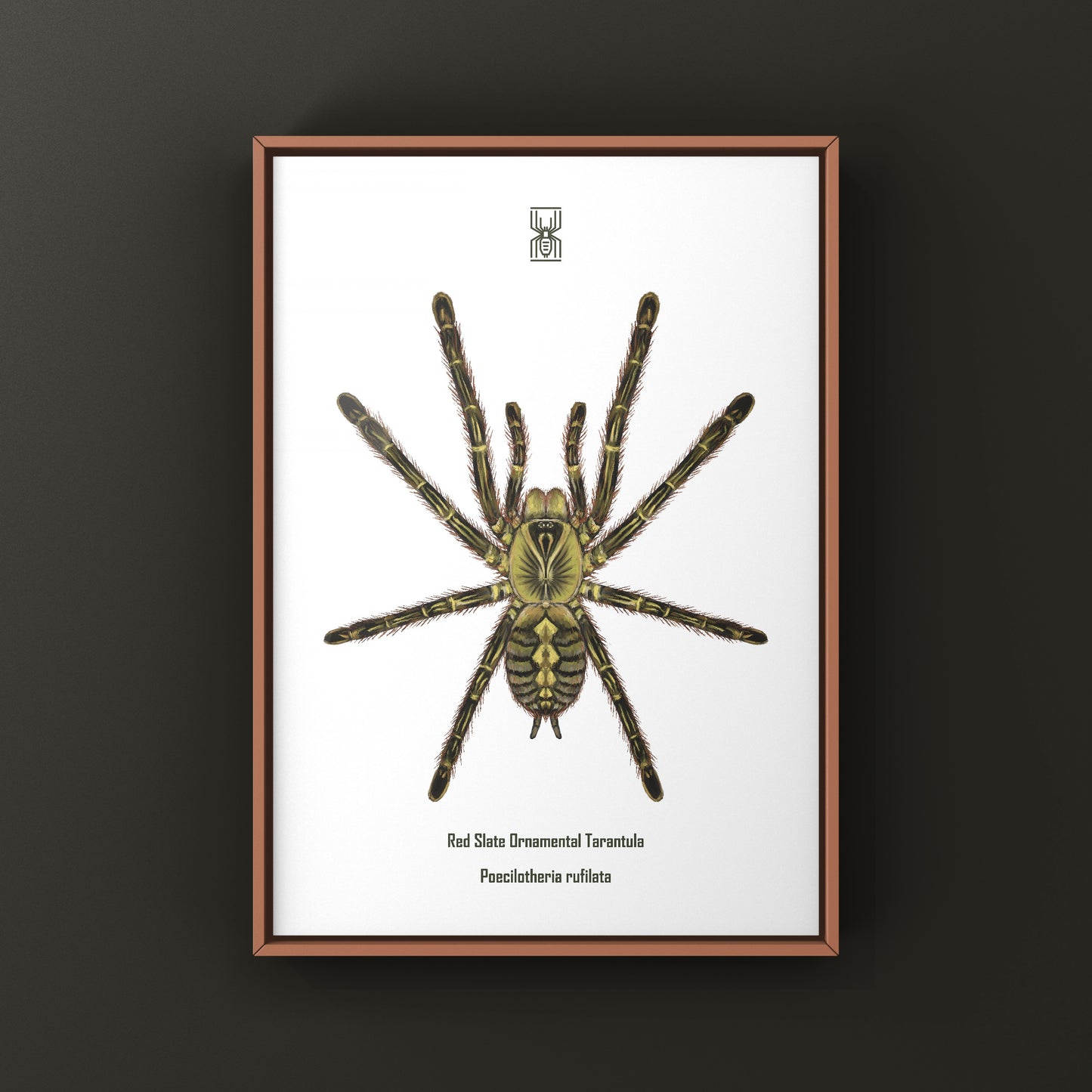 Red Slate Ornamental Tarantula (Poecilotheria Rufilata) Photographic Art Print from The Silk Ranch