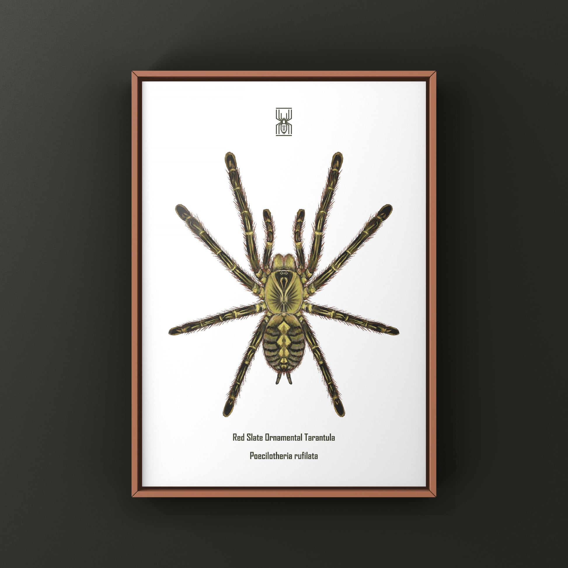 Red Slate Ornamental Tarantula (Poecilotheria Rufilata) Photographic Art Print from The Silk Ranch