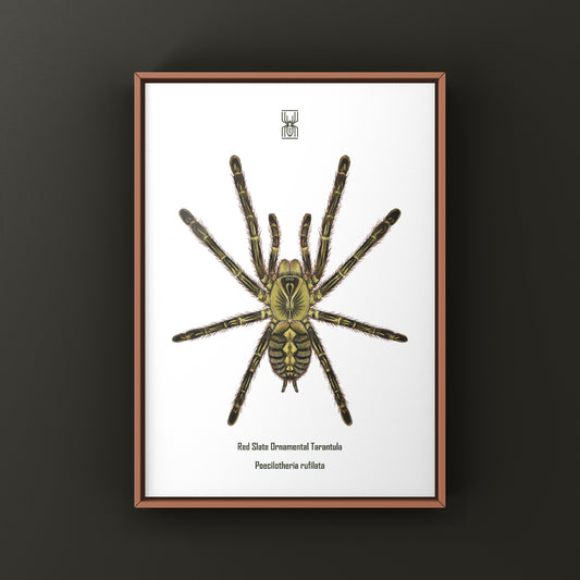 Red Slate Ornamental Tarantula (Poecilotheria Rufilata) Photographic Art Print from The Silk Ranch