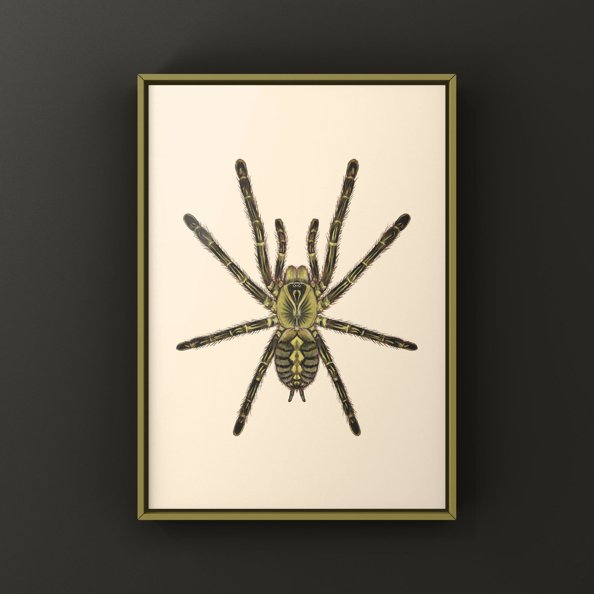 Red Slate Ornamental Tarantula (Poecilotheria Rufilata) Photographic Art Print from The Silk Ranch