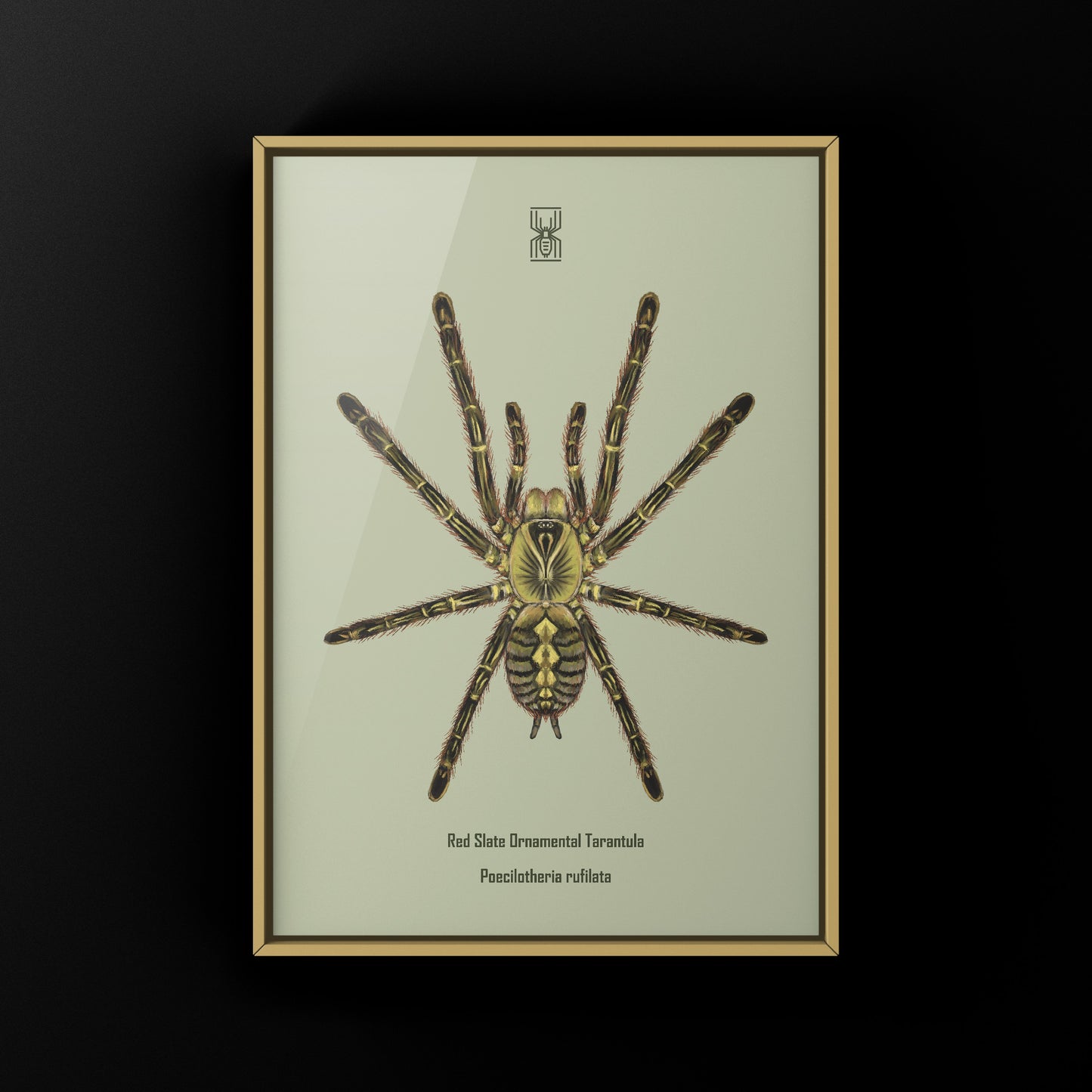 Red Slate Ornamental Tarantula (Poecilotheria Rufilata) Photographic Art Print from The Silk Ranch