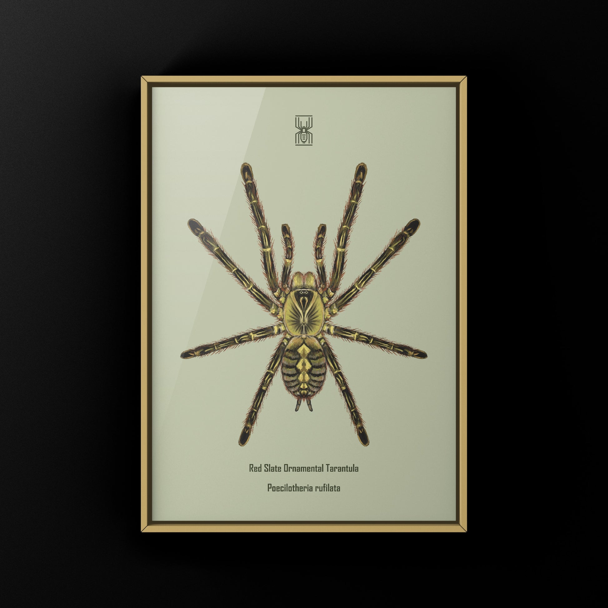 Red Slate Ornamental Tarantula (Poecilotheria Rufilata) Photographic Art Print from The Silk Ranch