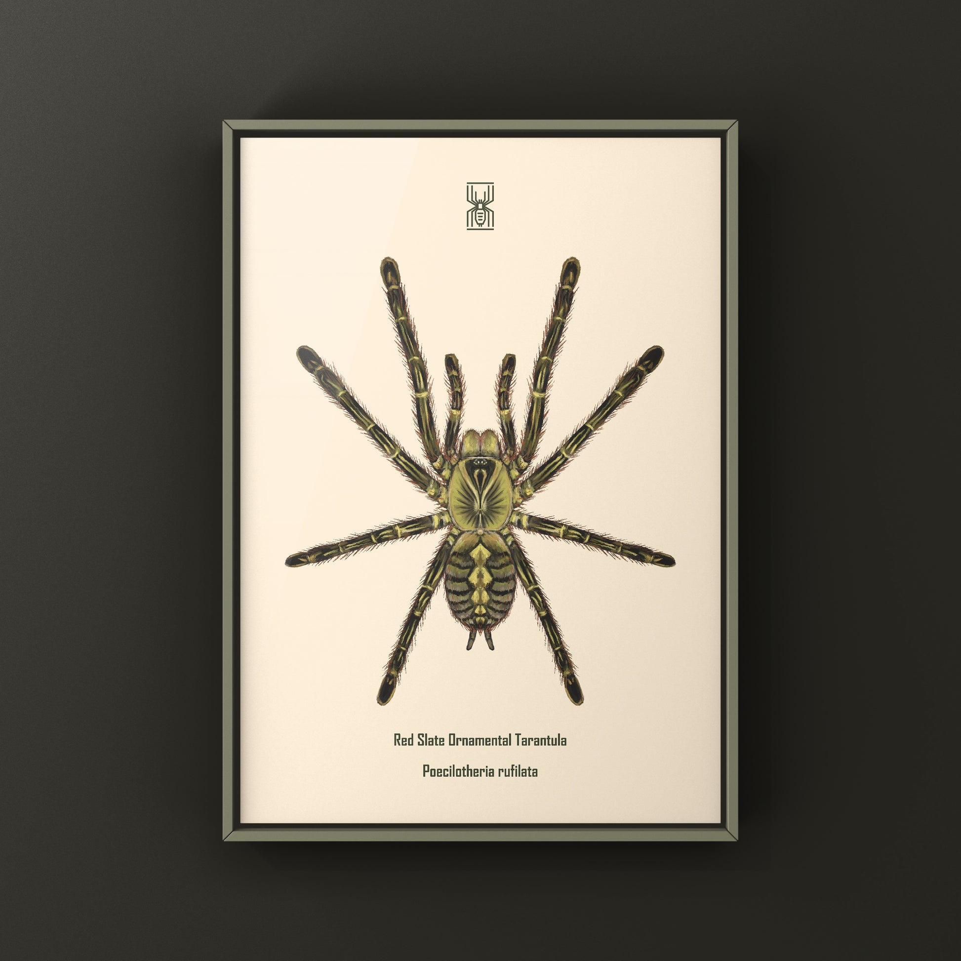 Red Slate Ornamental Tarantula (Poecilotheria Rufilata) Photographic Art Print from The Silk Ranch