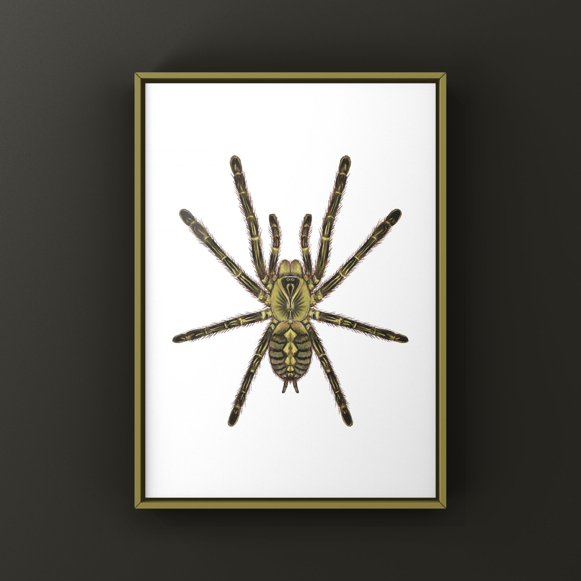 Red Slate Ornamental Tarantula (Poecilotheria Rufilata) Photographic Art Print from The Silk Ranch