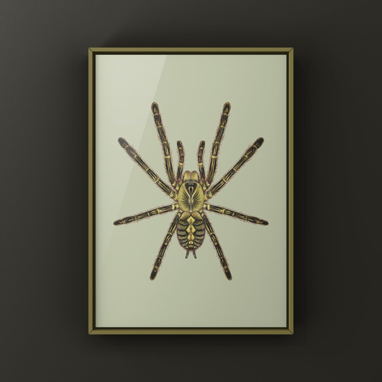 Red Slate Ornamental Tarantula (Poecilotheria Rufilata) Photographic Art Print from The Silk Ranch
