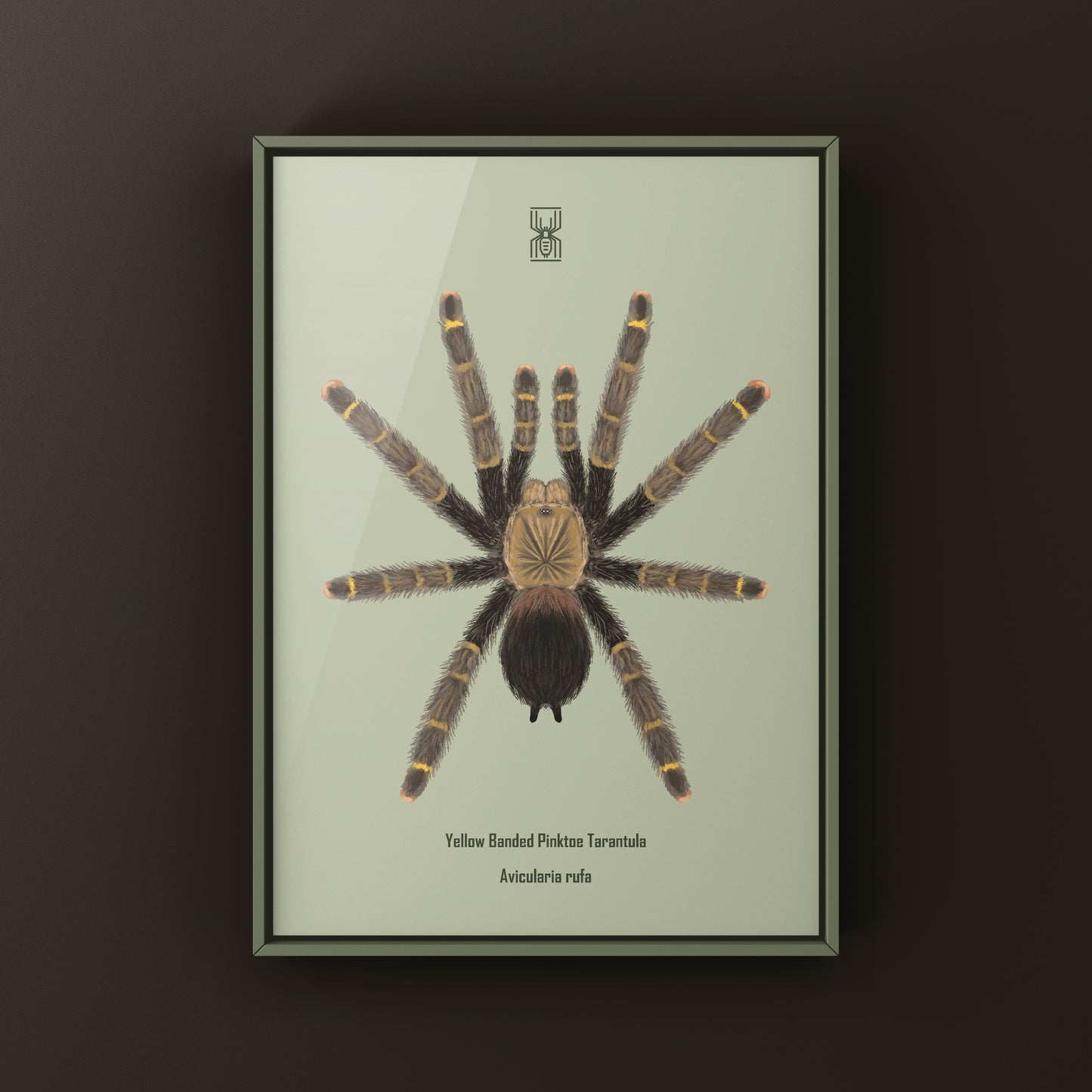 Yellow Banded Pinktoe Tarantula (Avicularia Rufa) Photographic Art Print from The Silk Ranch