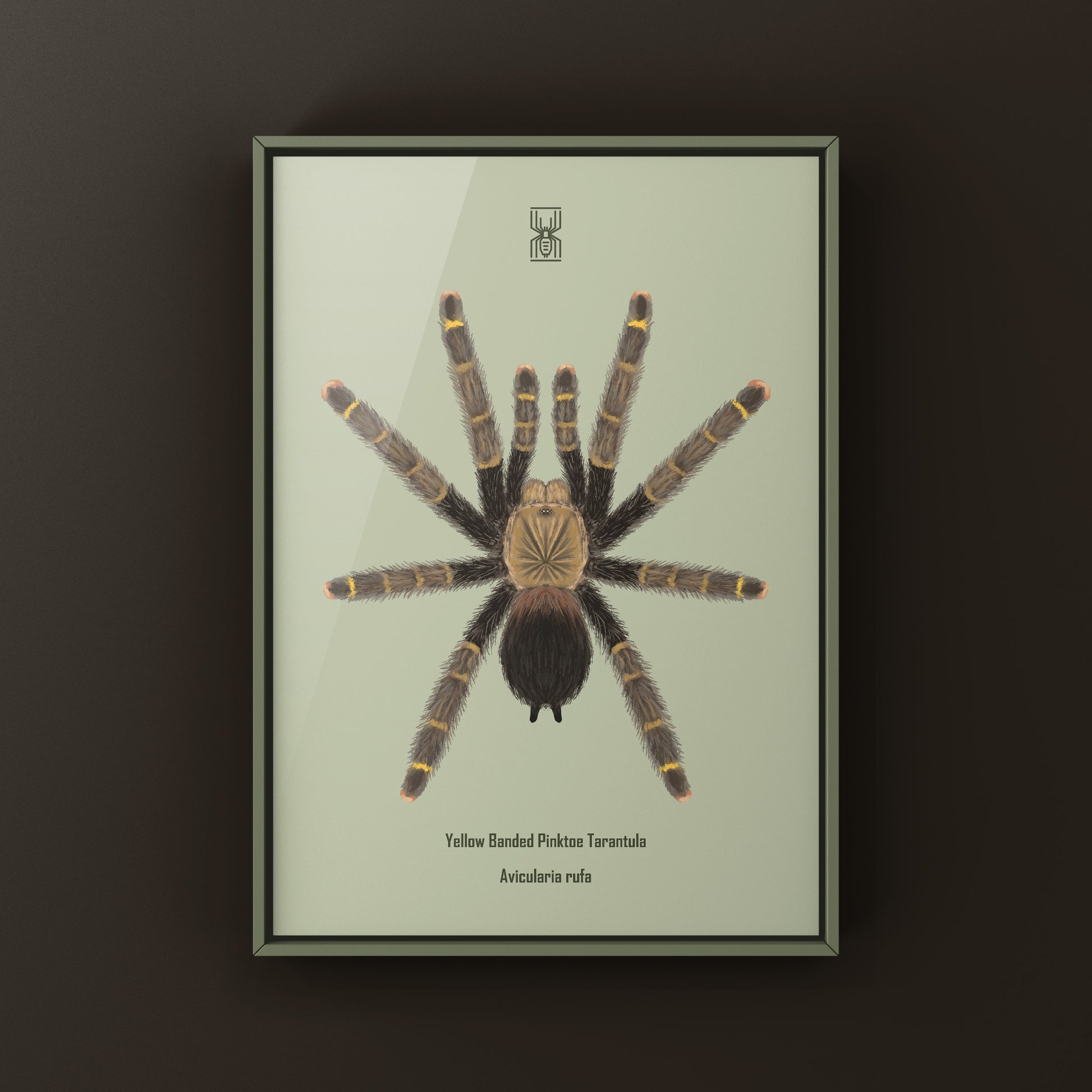 Yellow Banded Pinktoe Tarantula (Avicularia Rufa) Photographic Art Print from The Silk Ranch