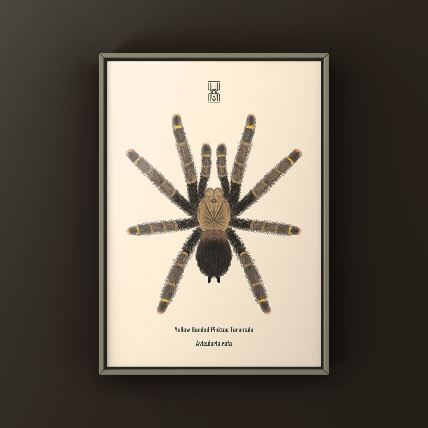 Yellow Banded Pinktoe Tarantula (Avicularia Rufa) Photographic Art Print from The Silk Ranch