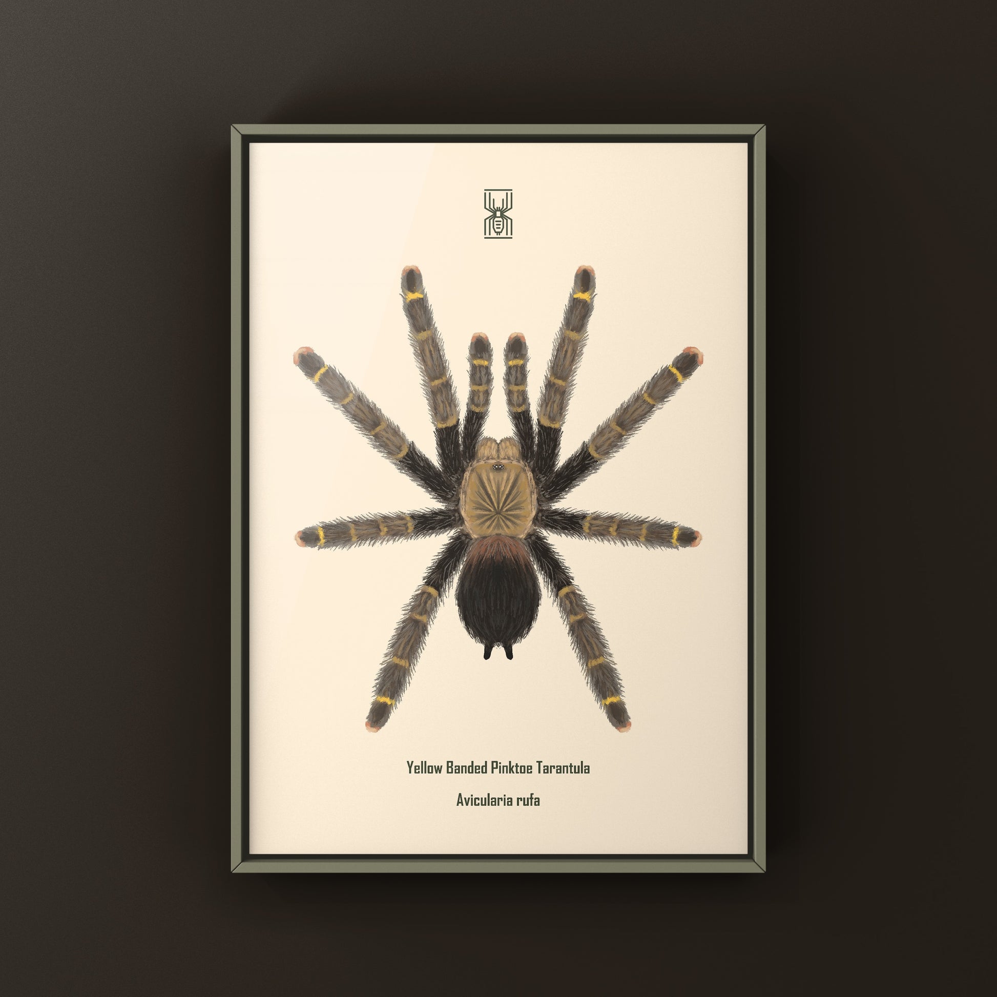 Yellow Banded Pinktoe Tarantula (Avicularia Rufa) Photographic Art Print from The Silk Ranch