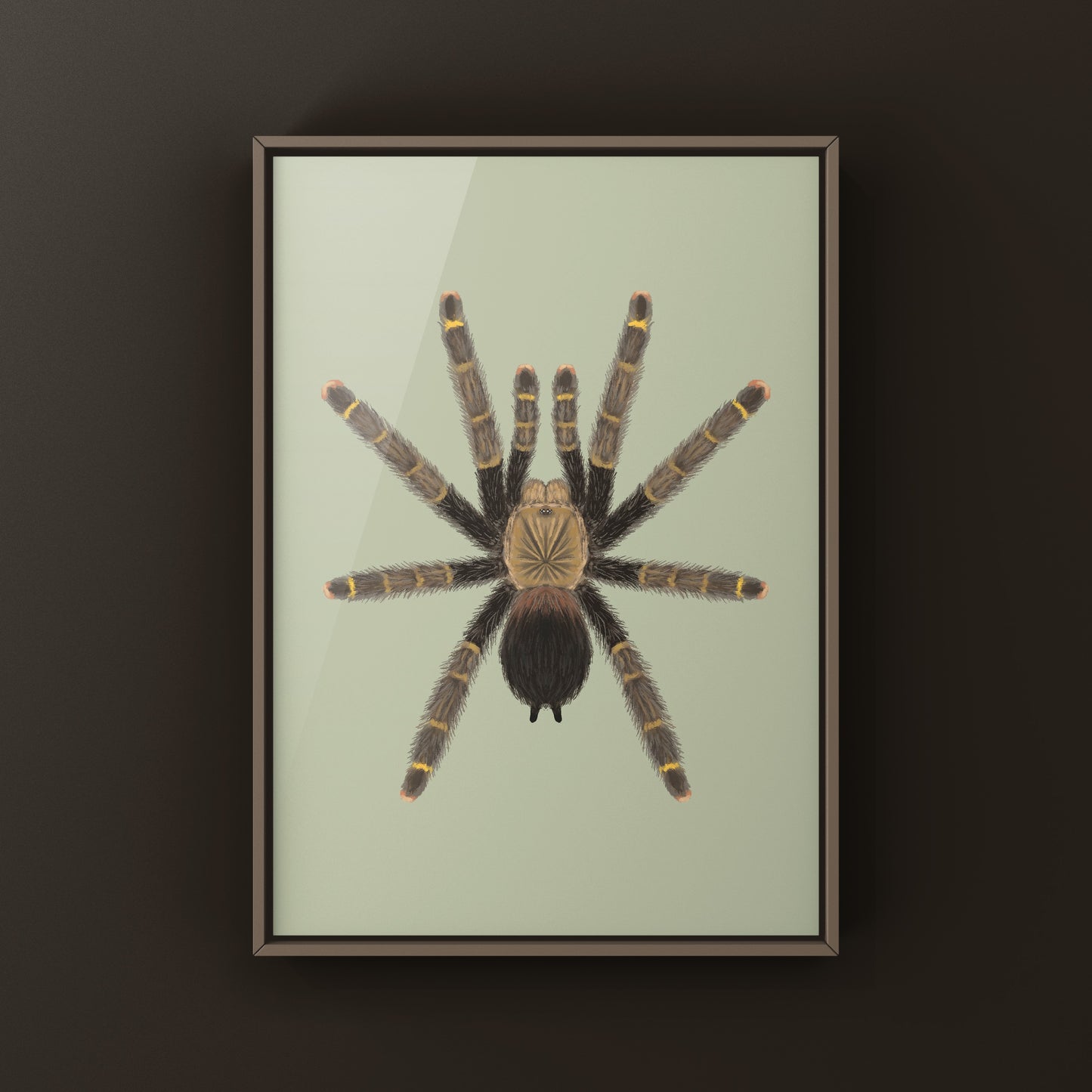 Yellow Banded Pinktoe Tarantula (Avicularia Rufa) Photographic Art Print from The Silk Ranch