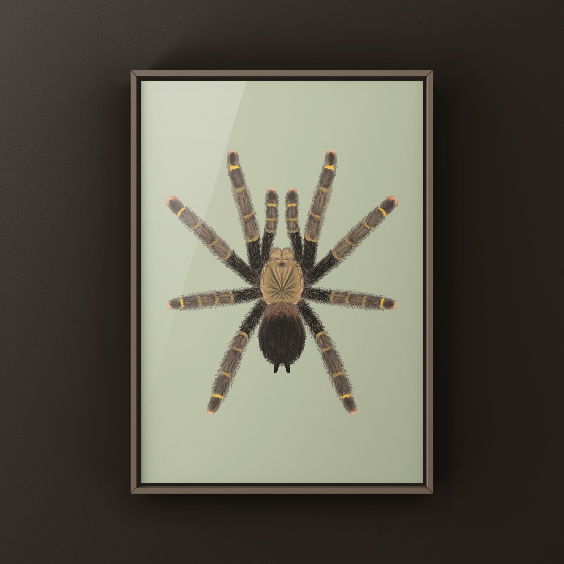 Yellow Banded Pinktoe Tarantula (Avicularia Rufa) Photographic Art Print from The Silk Ranch
