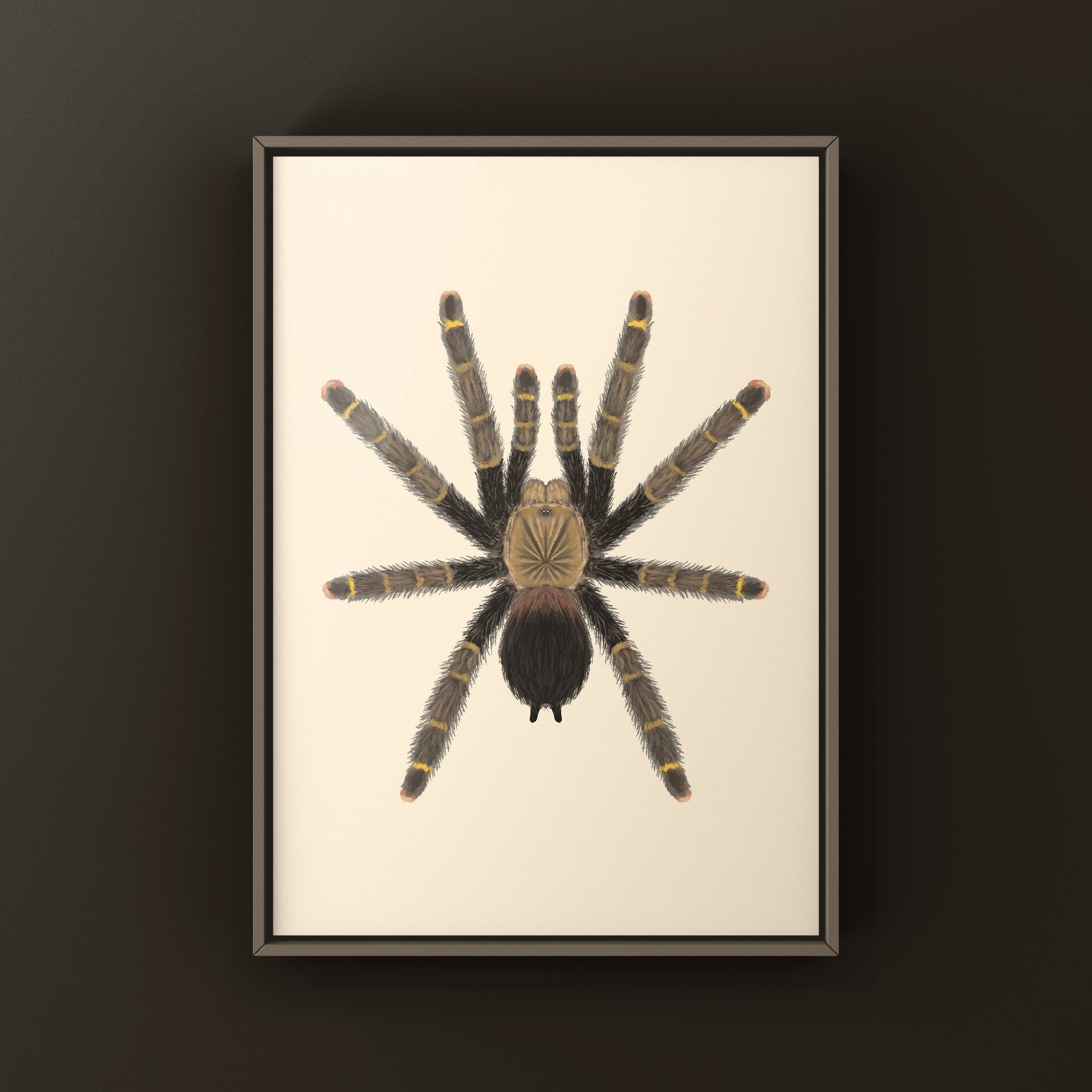 Yellow Banded Pinktoe Tarantula (Avicularia Rufa) Photographic Art Print from The Silk Ranch