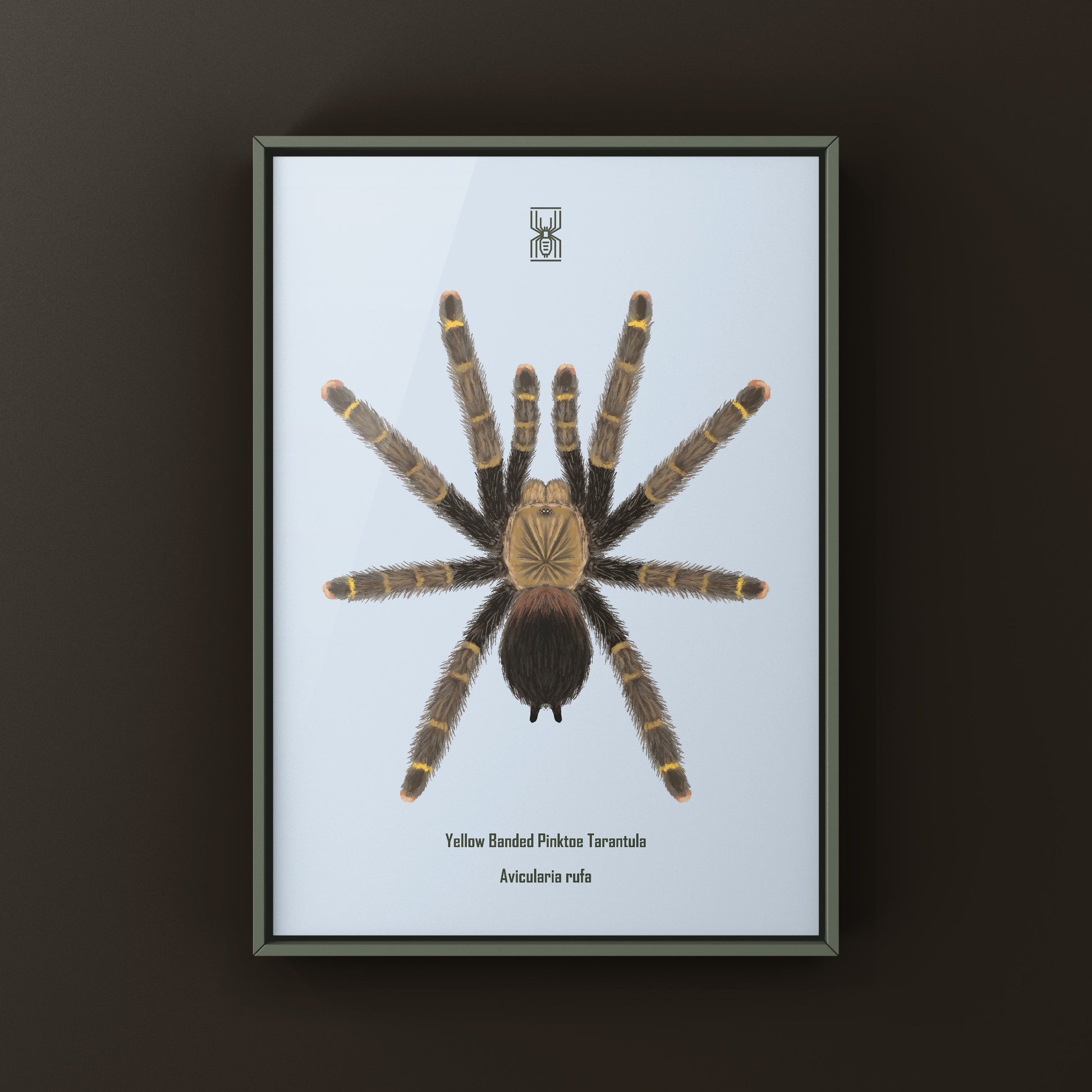 Yellow Banded Pinktoe Tarantula (Avicularia Rufa) Photographic Art Print from The Silk Ranch