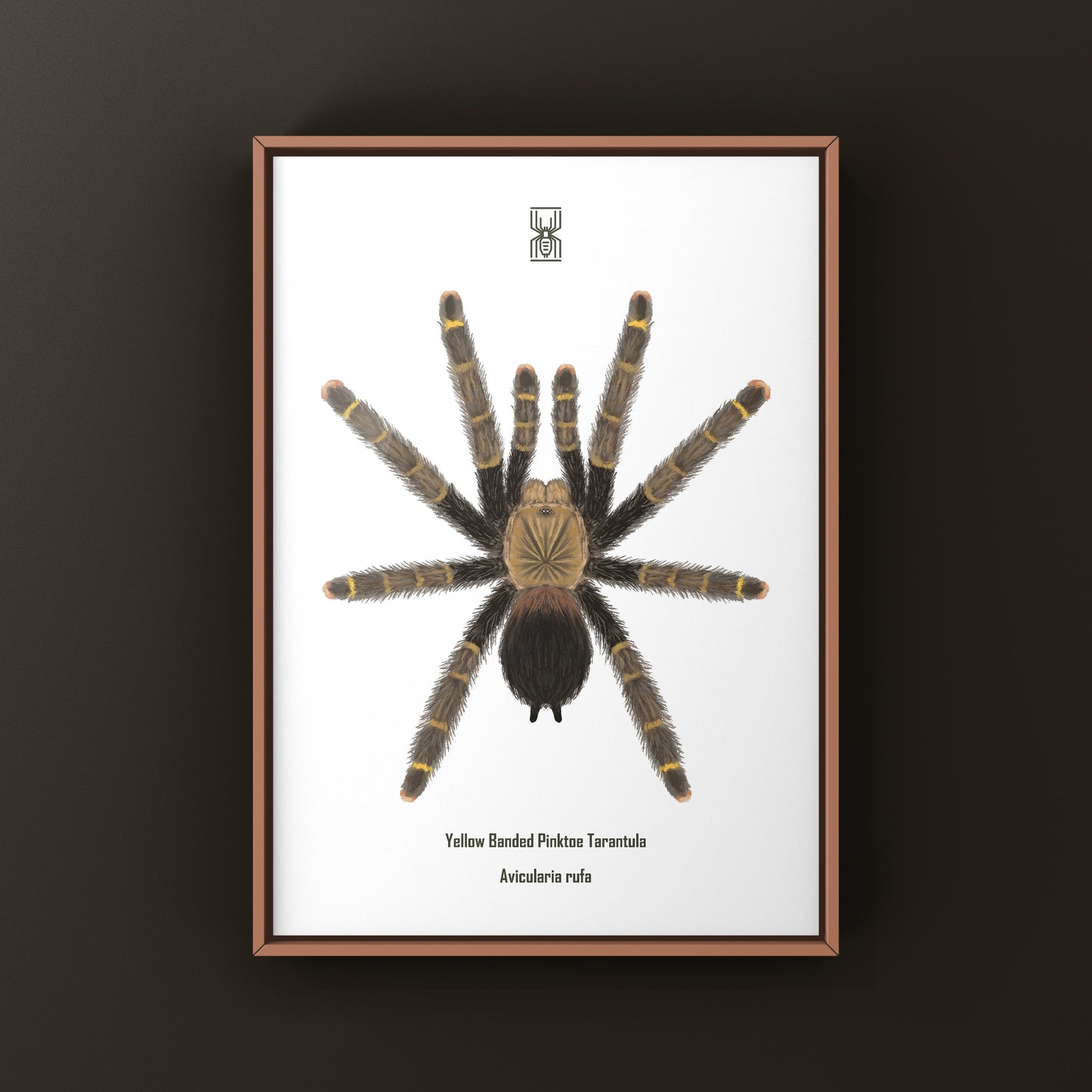 Yellow Banded Pinktoe Tarantula (Avicularia Rufa) Photographic Art Print from The Silk Ranch
