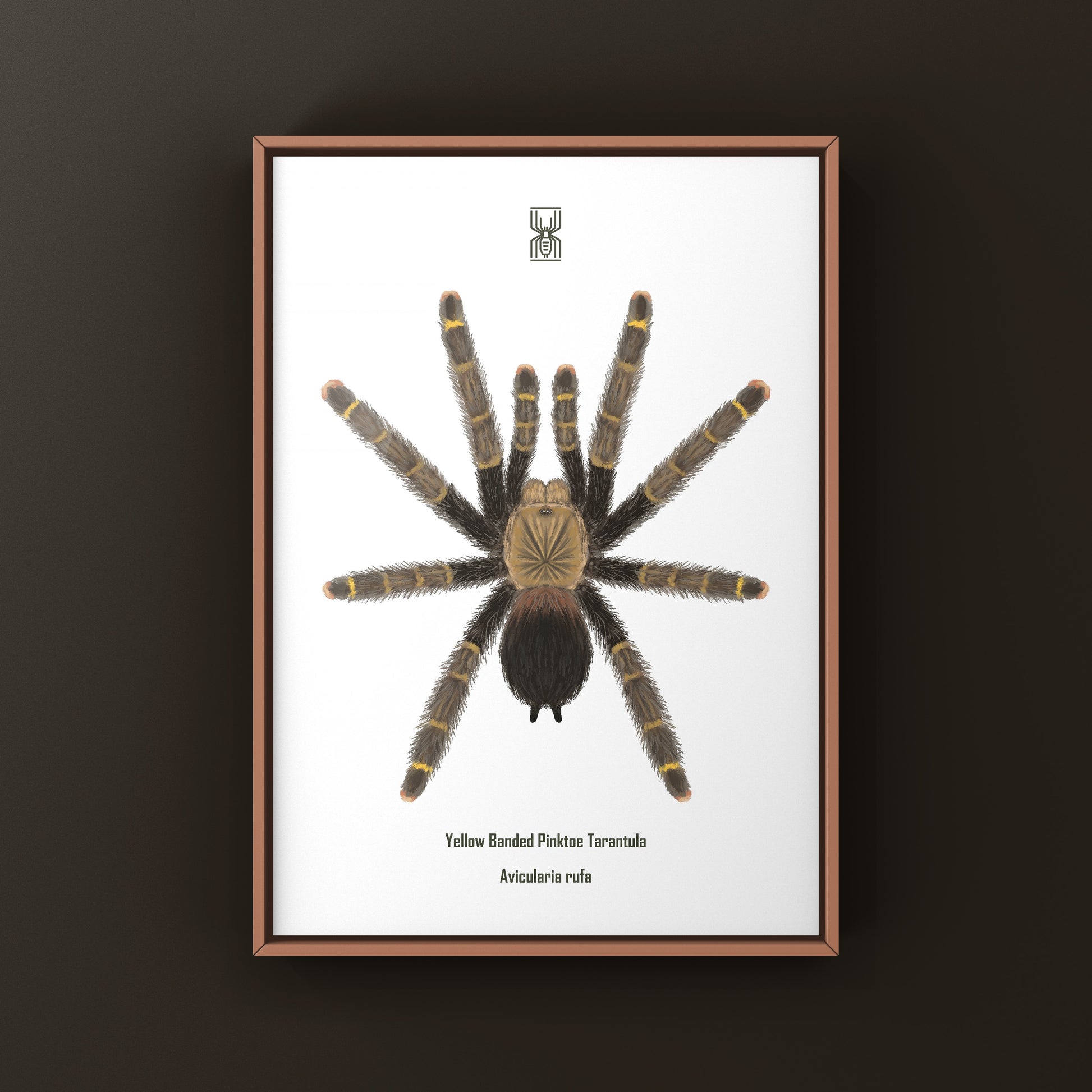Yellow Banded Pinktoe Tarantula (Avicularia Rufa) Photographic Art Print from The Silk Ranch