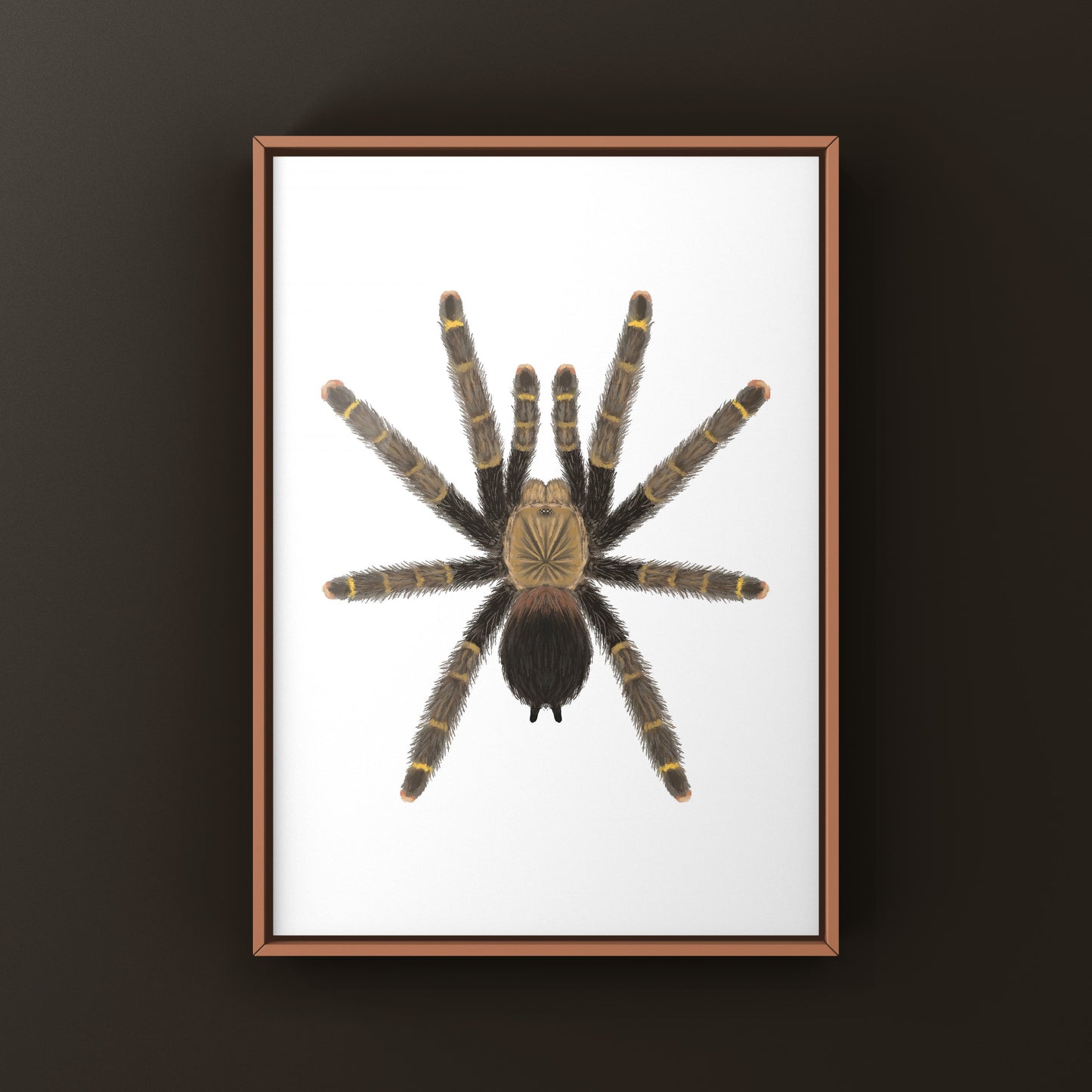 Yellow Banded Pinktoe Tarantula (Avicularia Rufa) Photographic Art Print from The Silk Ranch
