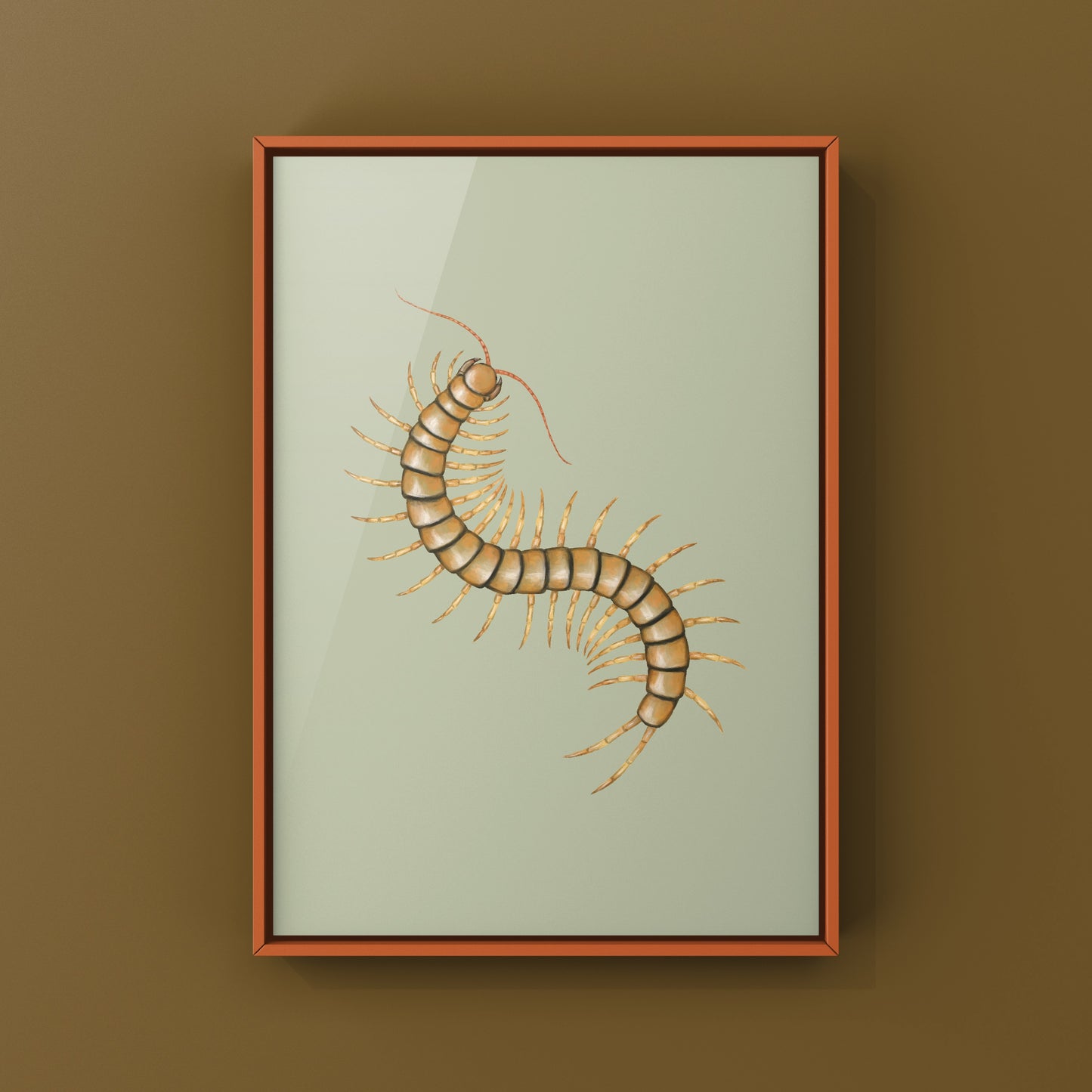 Mediterranean Banded Centipede (Scolopendra Cingulata) Photographic Art Print from The Silk Ranch