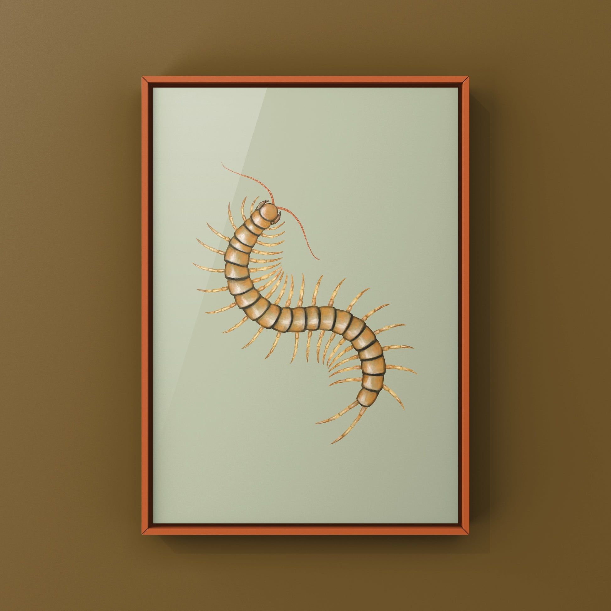 Mediterranean Banded Centipede (Scolopendra Cingulata) Photographic Art Print from The Silk Ranch