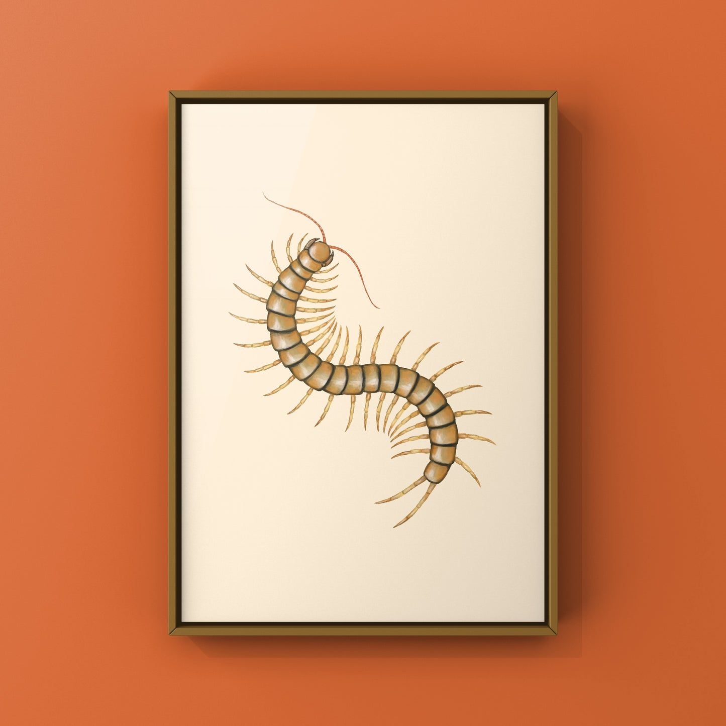 Mediterranean Banded Centipede (Scolopendra Cingulata) Photographic Art Print from The Silk Ranch