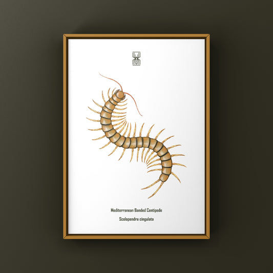 Mediterranean Banded Centipede (Scolopendra Cingulata) Photographic Art Print from The Silk Ranch