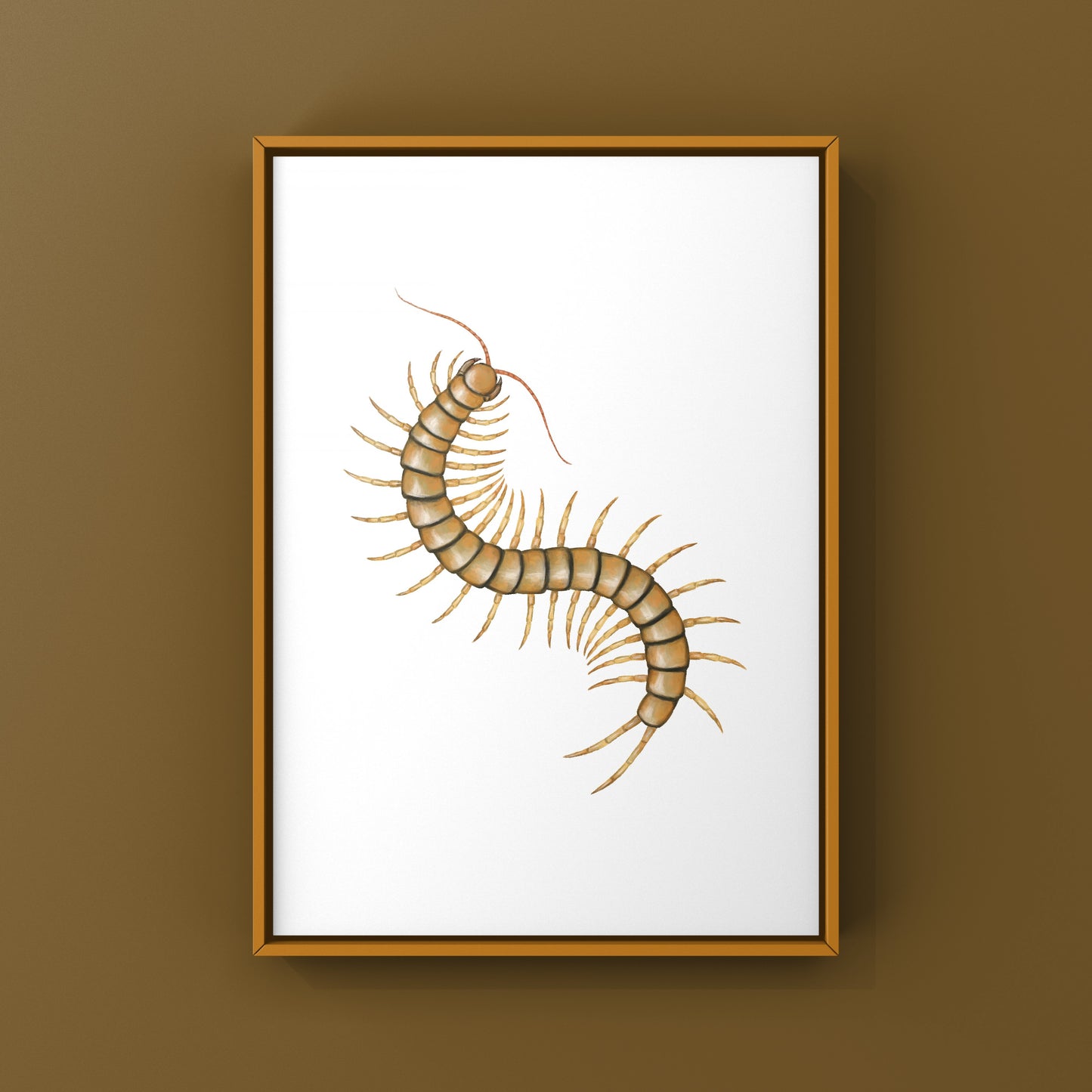 Mediterranean Banded Centipede (Scolopendra Cingulata) Photographic Art Print from The Silk Ranch