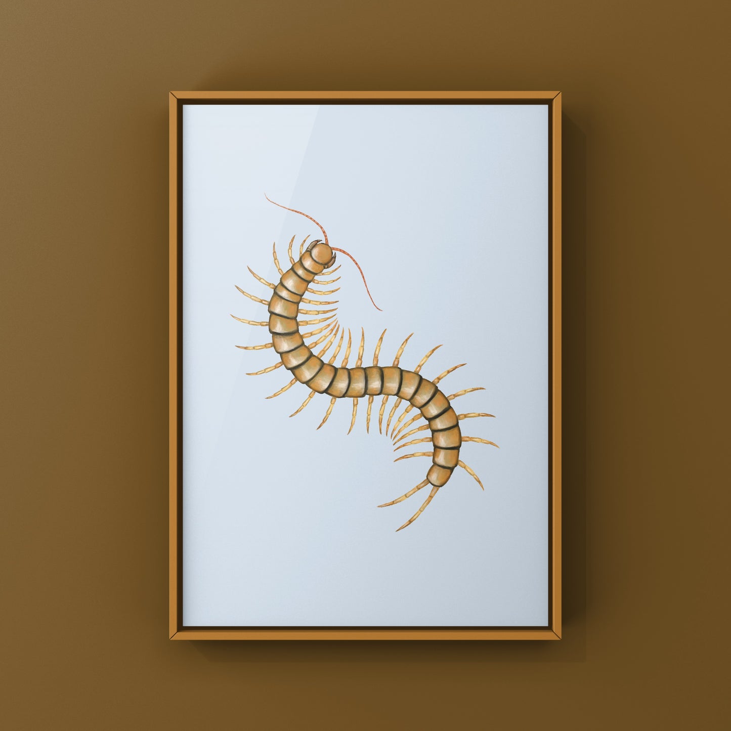 Mediterranean Banded Centipede (Scolopendra Cingulata) Photographic Art Print from The Silk Ranch