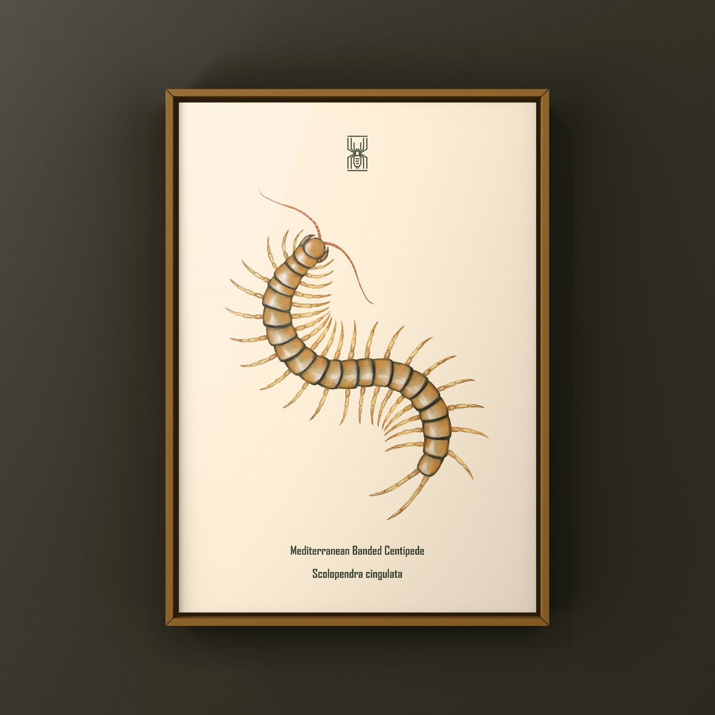 Mediterranean Banded Centipede (Scolopendra Cingulata) Photographic Art Print from The Silk Ranch