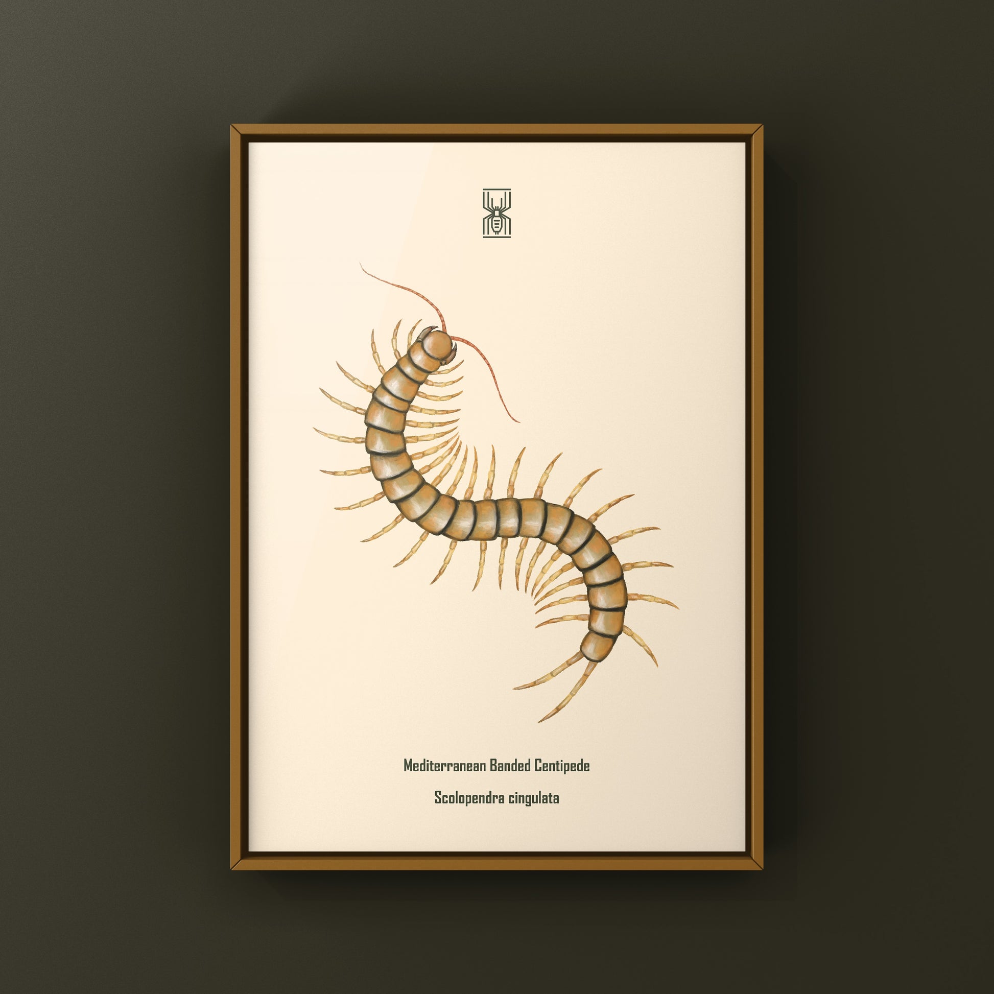 Mediterranean Banded Centipede (Scolopendra Cingulata) Photographic Art Print from The Silk Ranch
