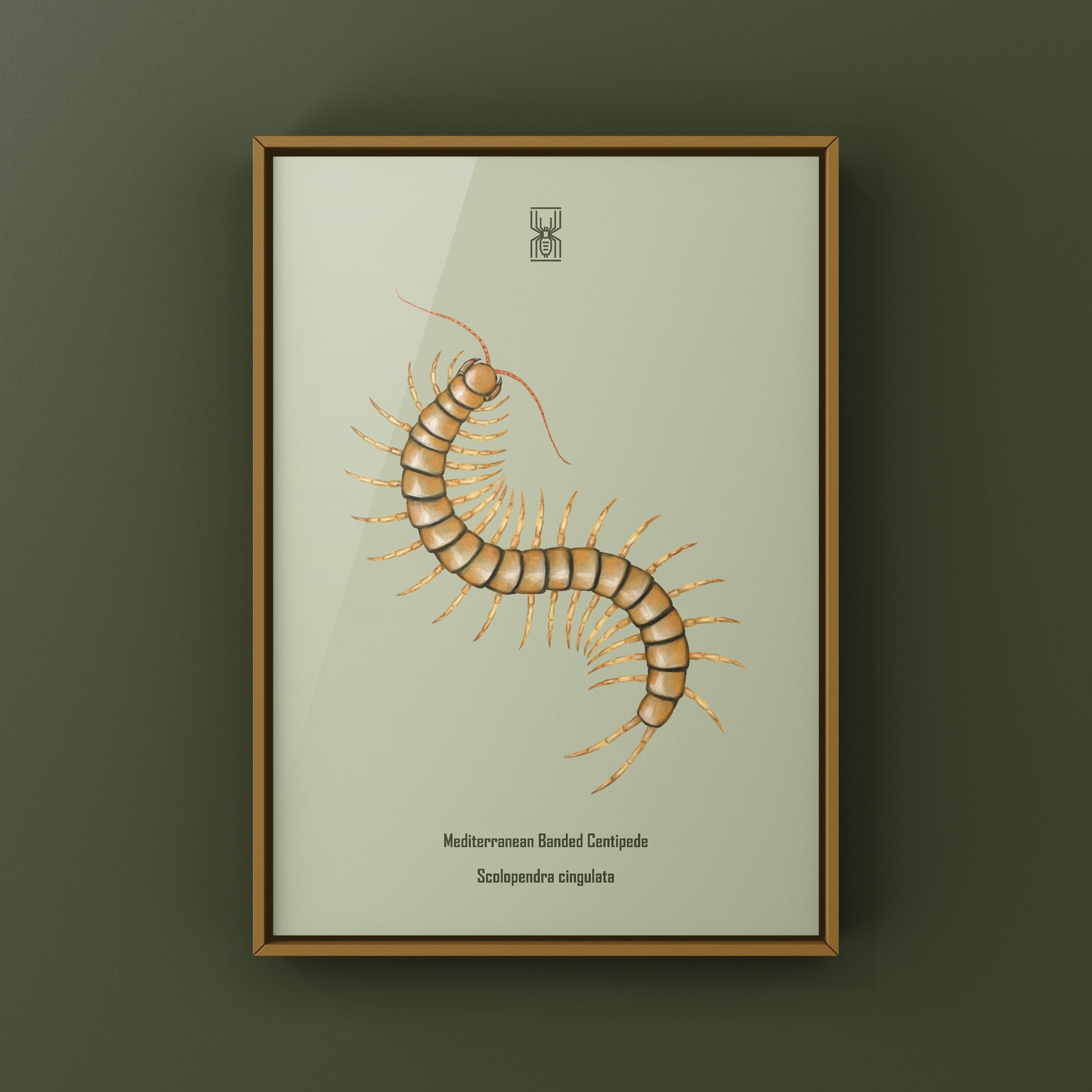 Mediterranean Banded Centipede (Scolopendra Cingulata) Photographic Art Print from The Silk Ranch
