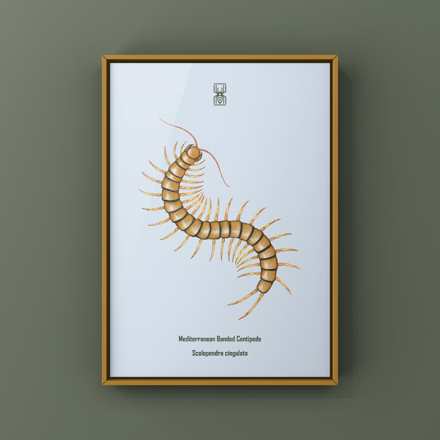 Mediterranean Banded Centipede (Scolopendra Cingulata) Photographic Art Print from The Silk Ranch