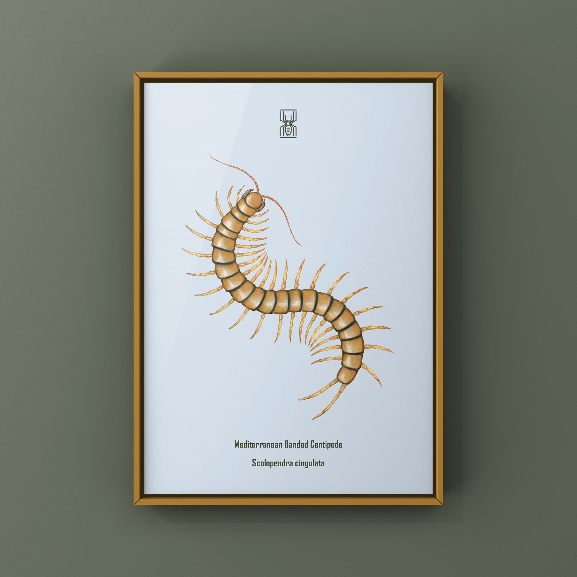 Mediterranean Banded Centipede (Scolopendra Cingulata) Photographic Art Print from The Silk Ranch