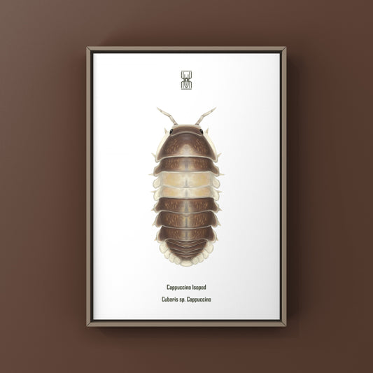 Cappuccino Isopod (Cubaris sp. Cappuccino) Photographic Art Print from The Silk Ranch