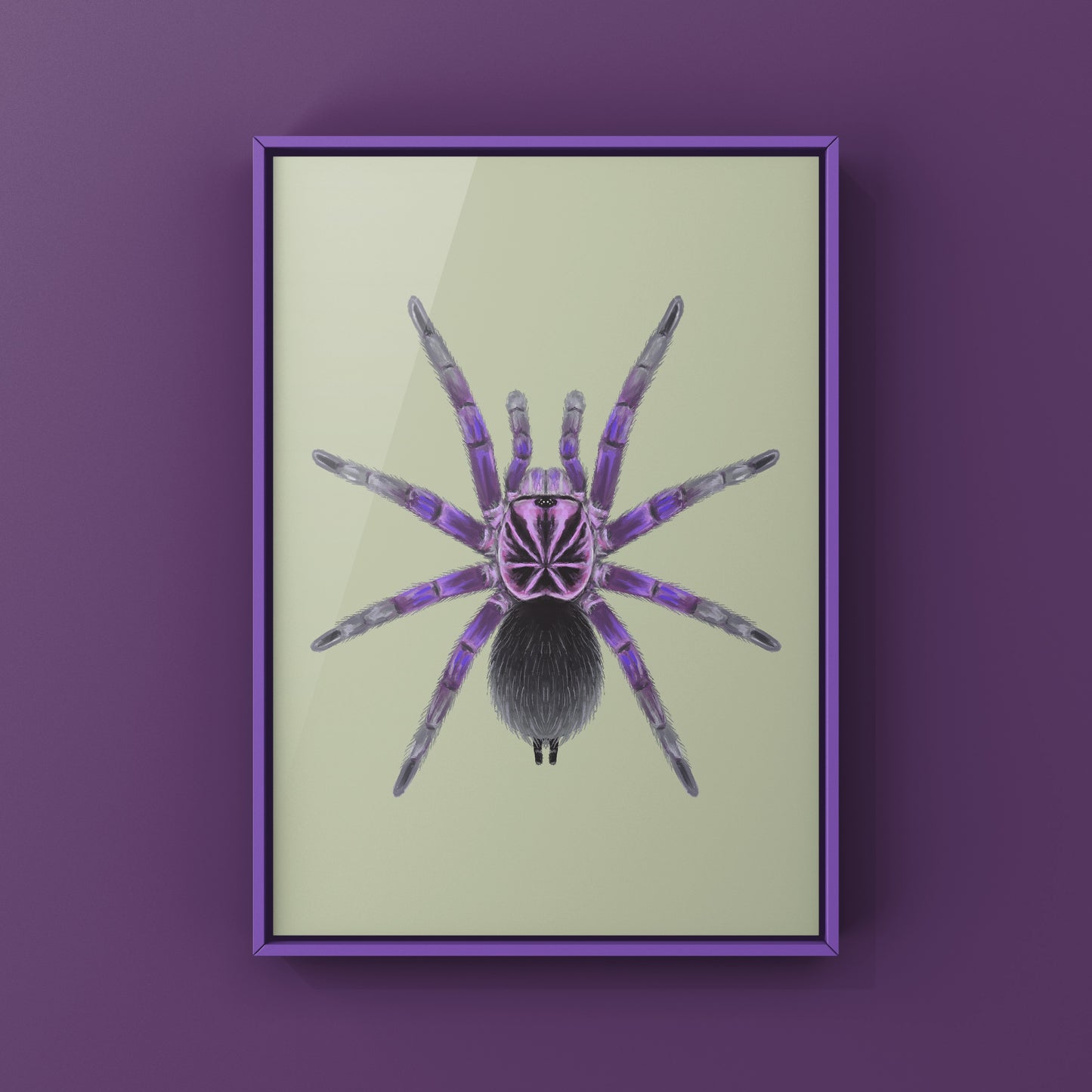 Giant Blue Bloom Tarantula (Pamphobeteus Nigricolor) Photographic Art Print from The Silk Ranch