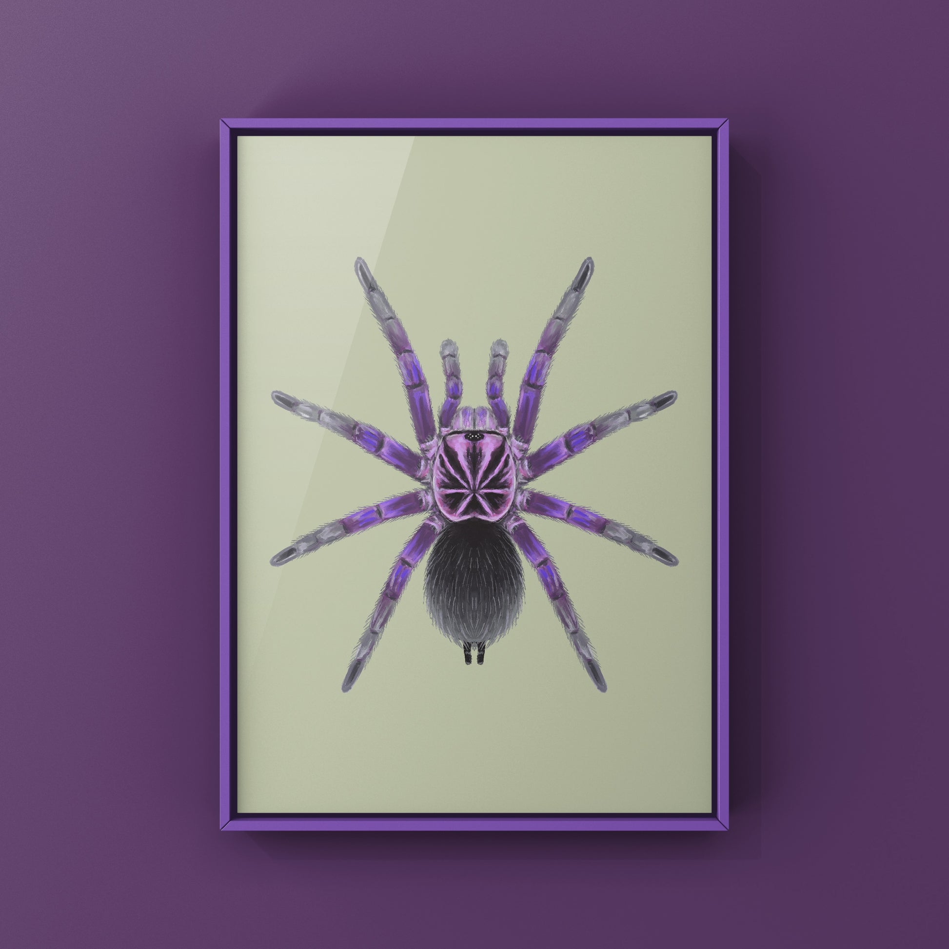 Giant Blue Bloom Tarantula (Pamphobeteus Nigricolor) Photographic Art Print from The Silk Ranch