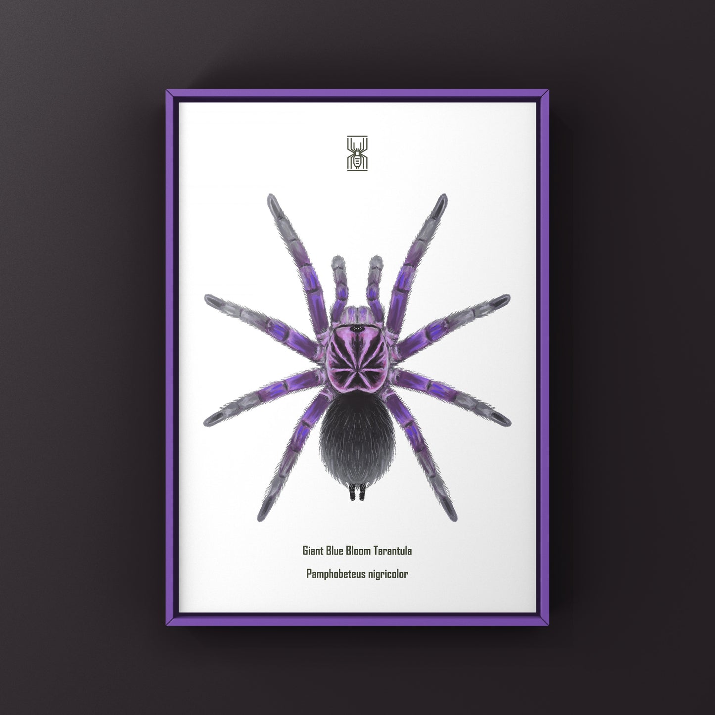 Giant Blue Bloom Tarantula (Pamphobeteus Nigricolor) Photographic Art Print from The Silk Ranch