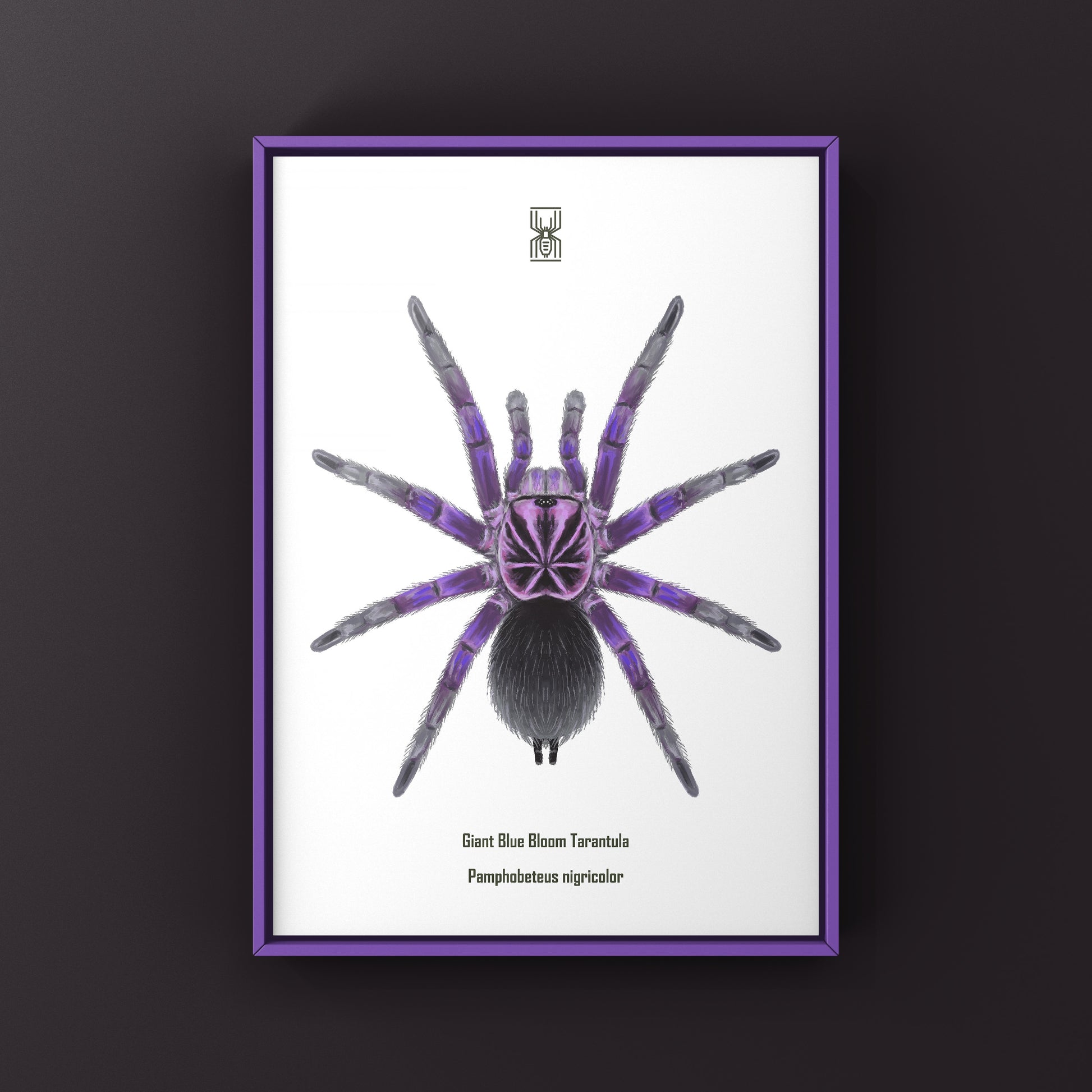 Giant Blue Bloom Tarantula (Pamphobeteus Nigricolor) Photographic Art Print from The Silk Ranch