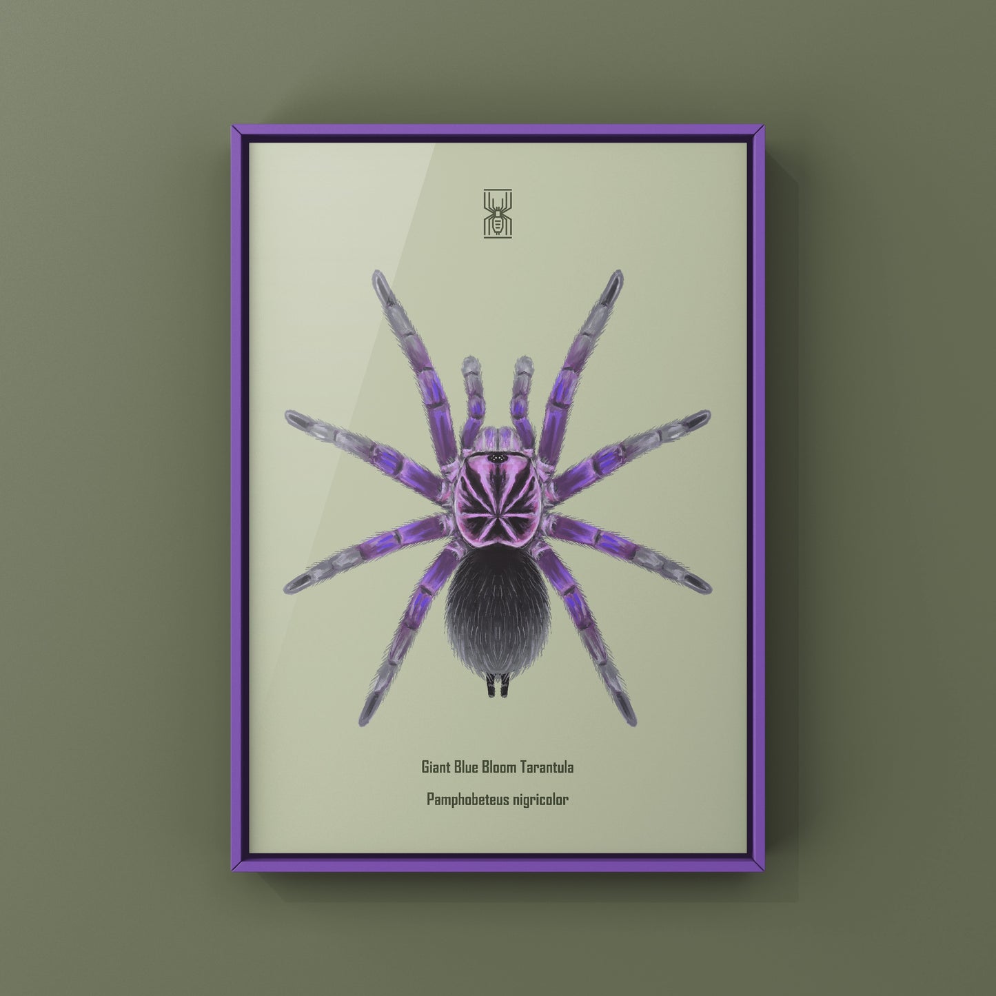 Giant Blue Bloom Tarantula (Pamphobeteus Nigricolor) Photographic Art Print from The Silk Ranch
