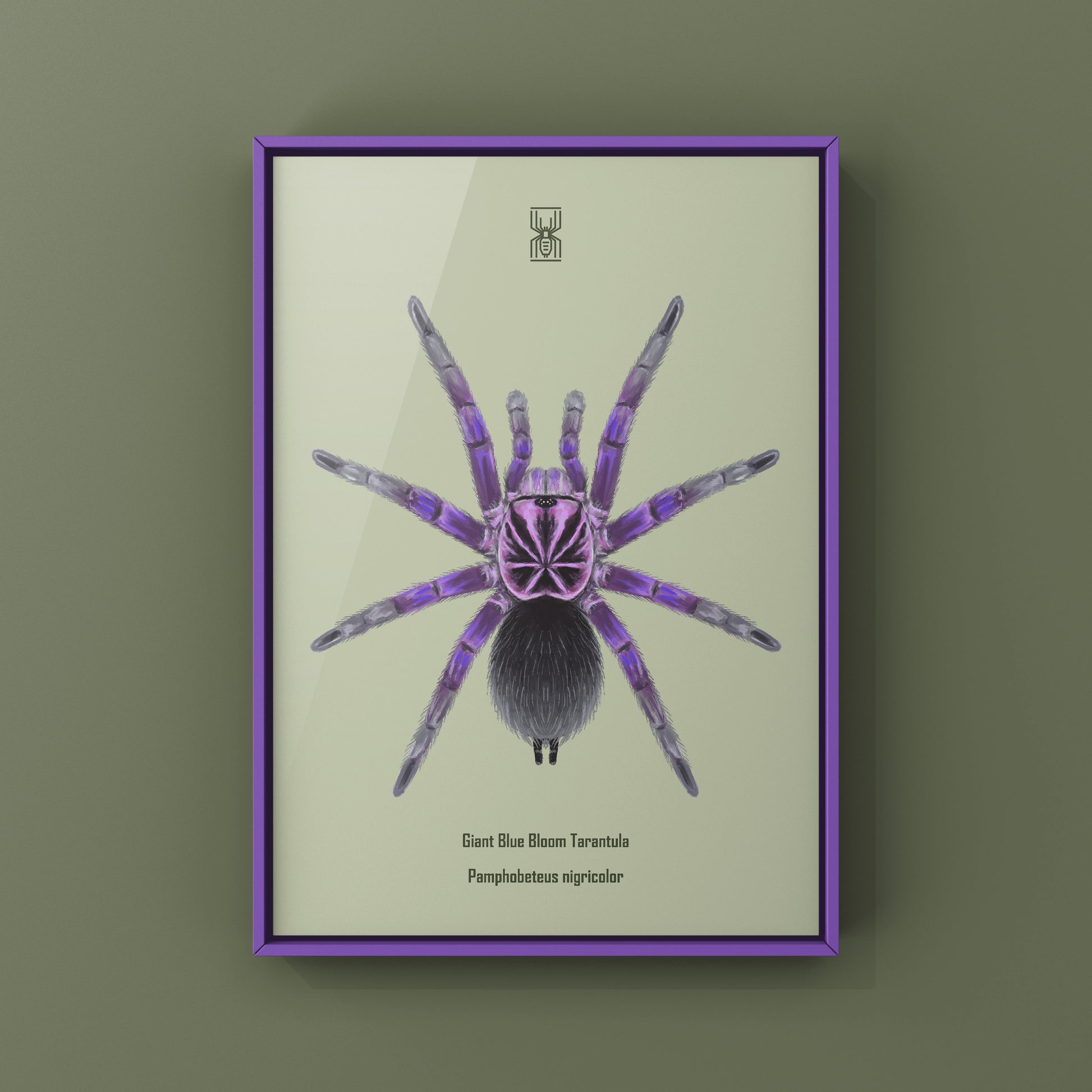 Giant Blue Bloom Tarantula (Pamphobeteus Nigricolor) Photographic Art Print from The Silk Ranch