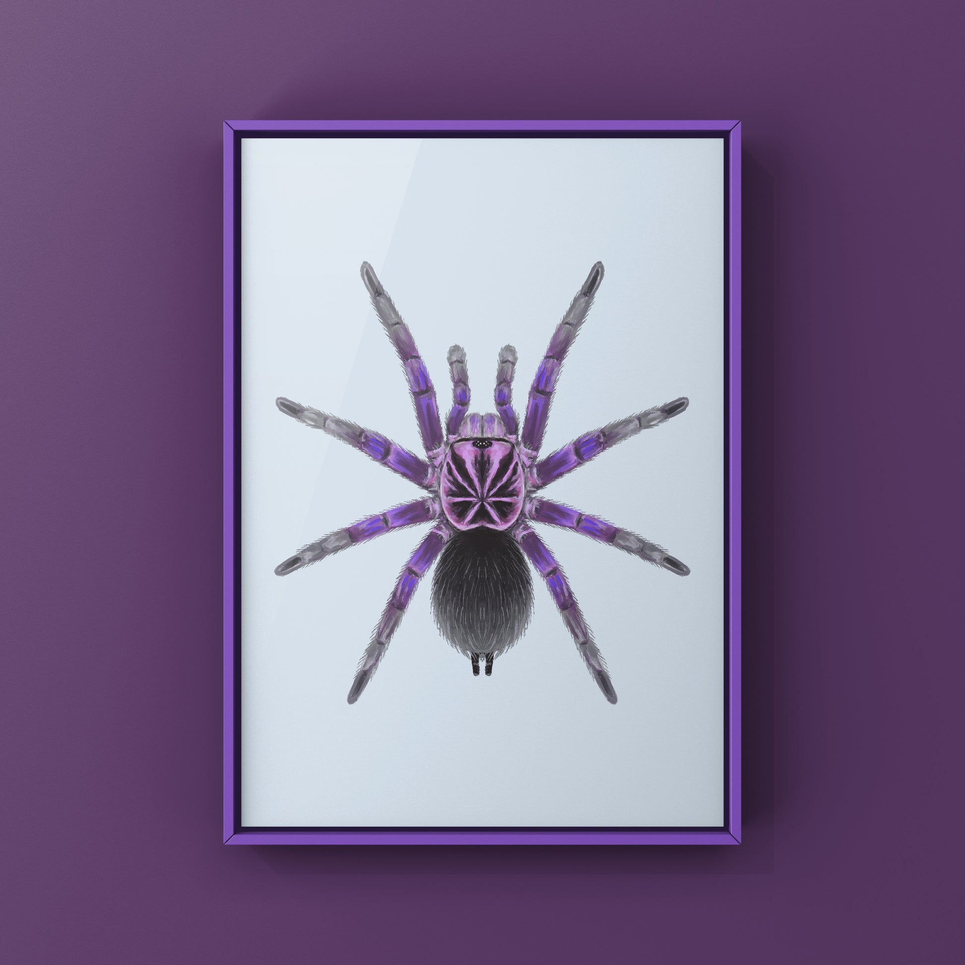 Giant Blue Bloom Tarantula (Pamphobeteus Nigricolor) Photographic Art Print from The Silk Ranch